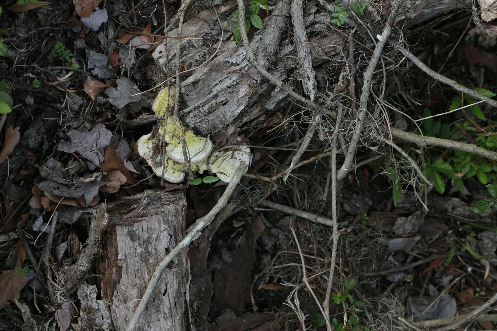 Jean Lafitte National Historical Park and Preserve