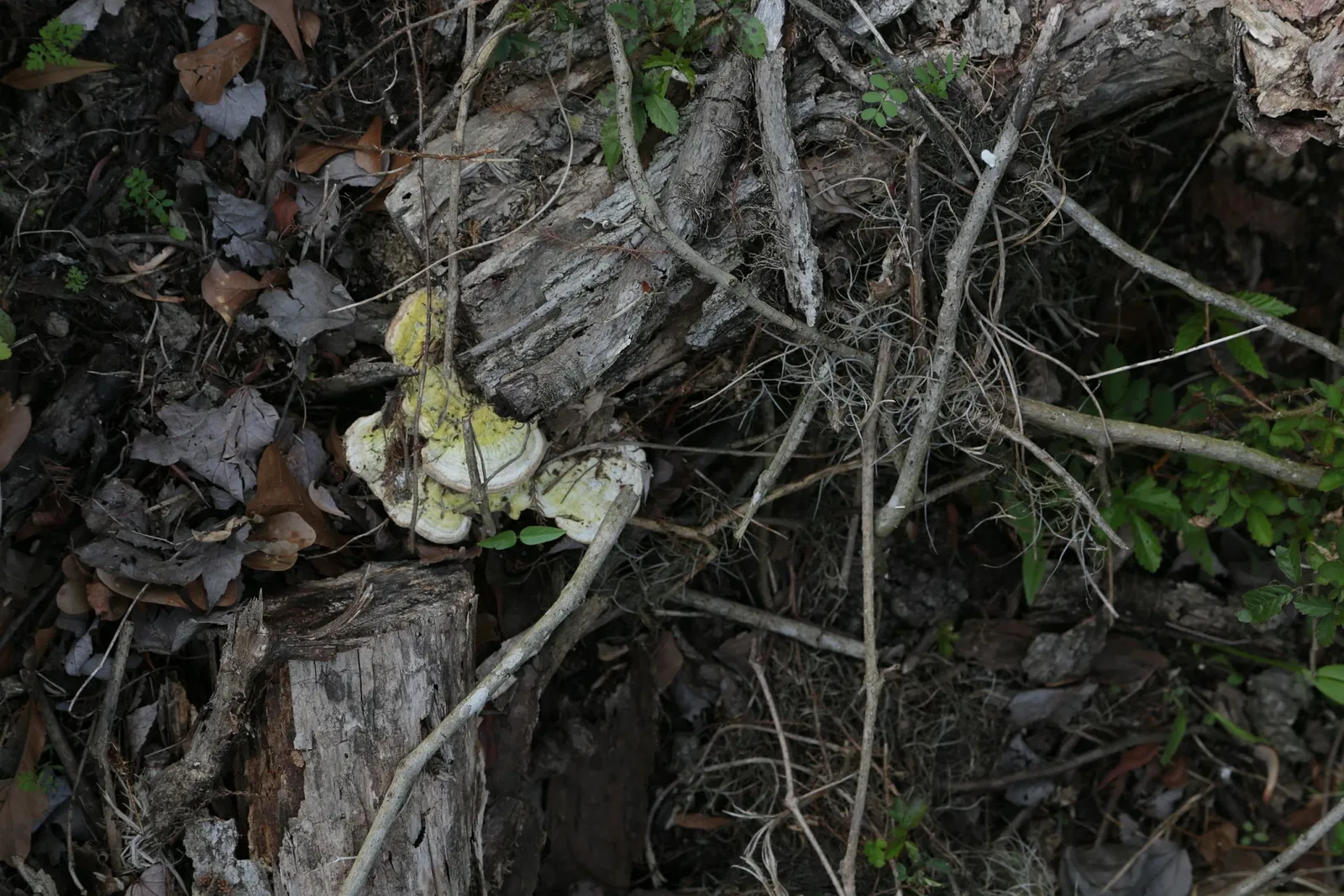 Jean Lafitte National Historical Park and Preserve