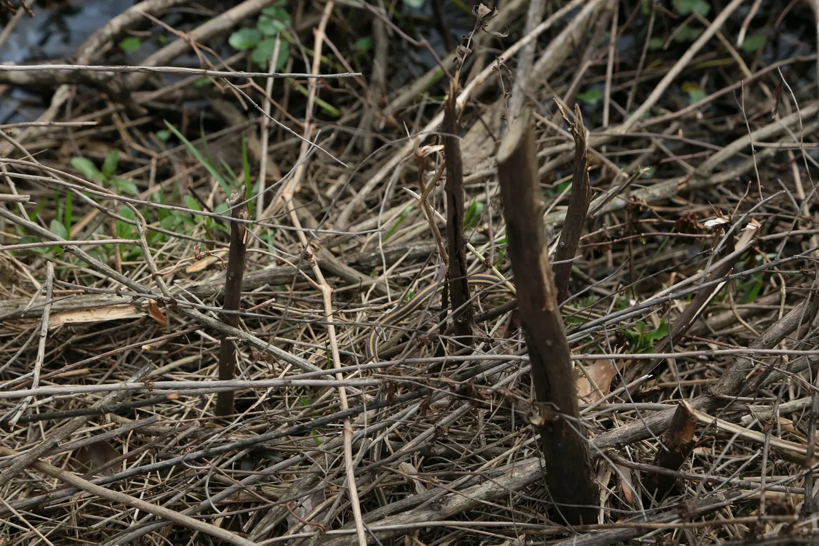 Parc historique national et réserve Jean Lafitte