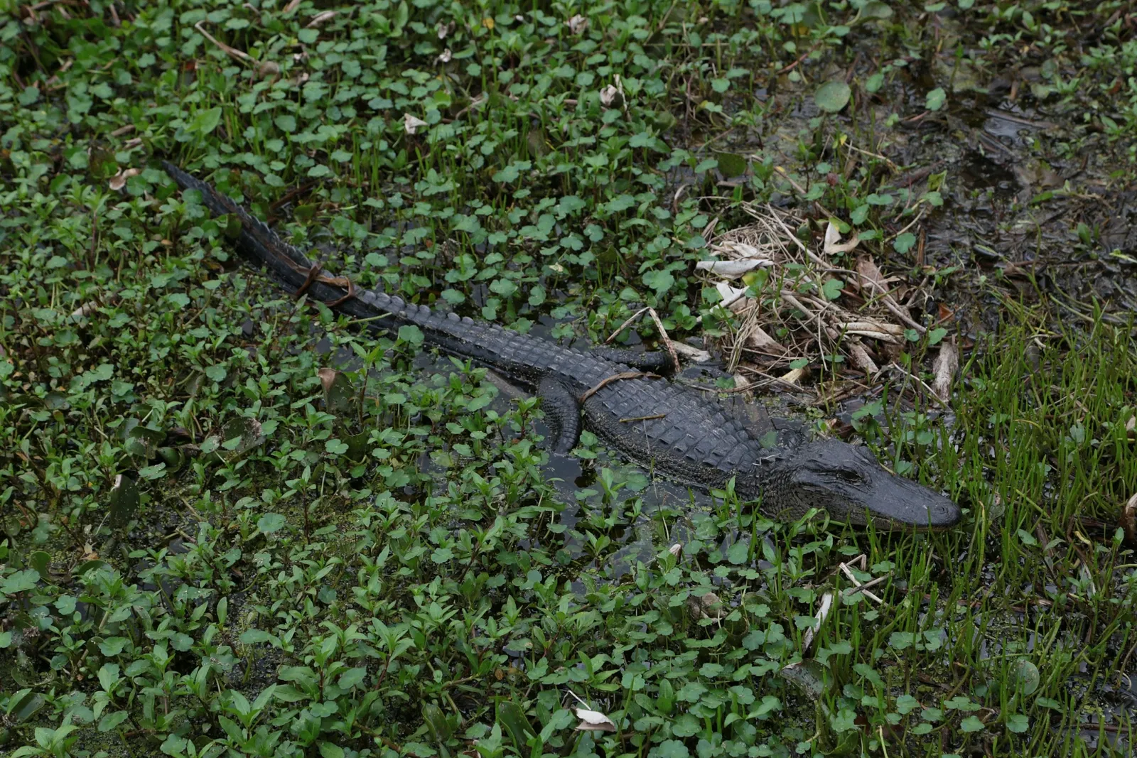 Jean Lafitte National Historical Park and Preserve