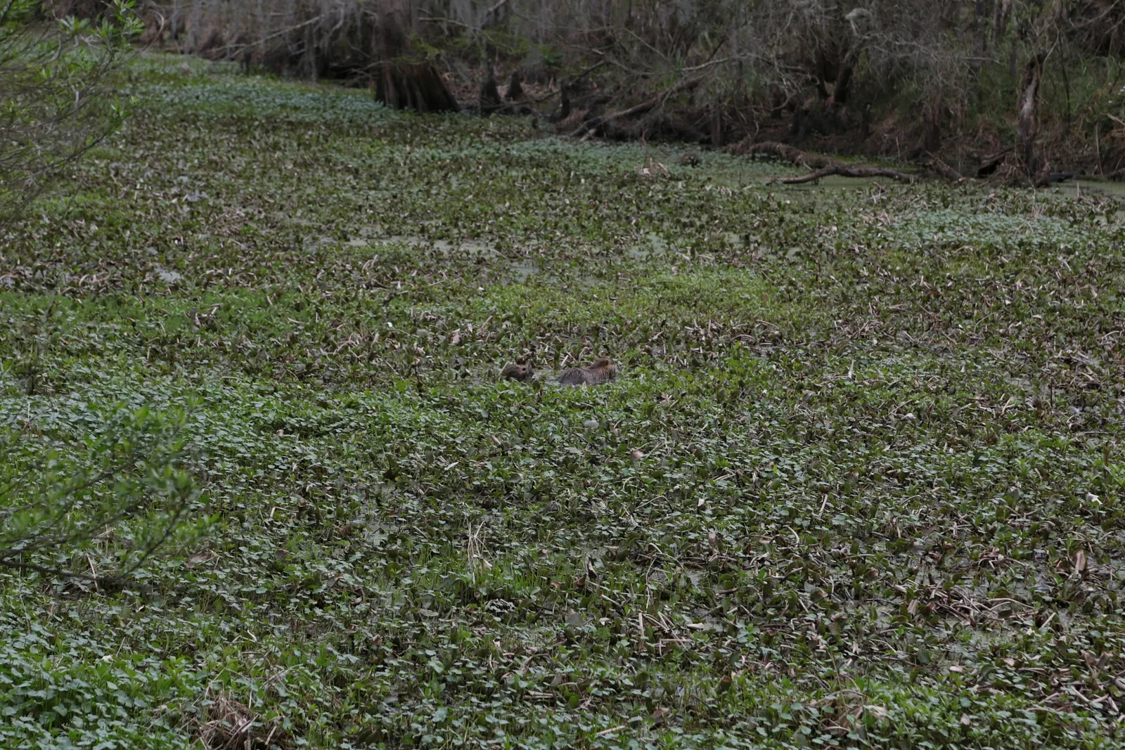 Jean Lafitte National Historical Park and Preserve