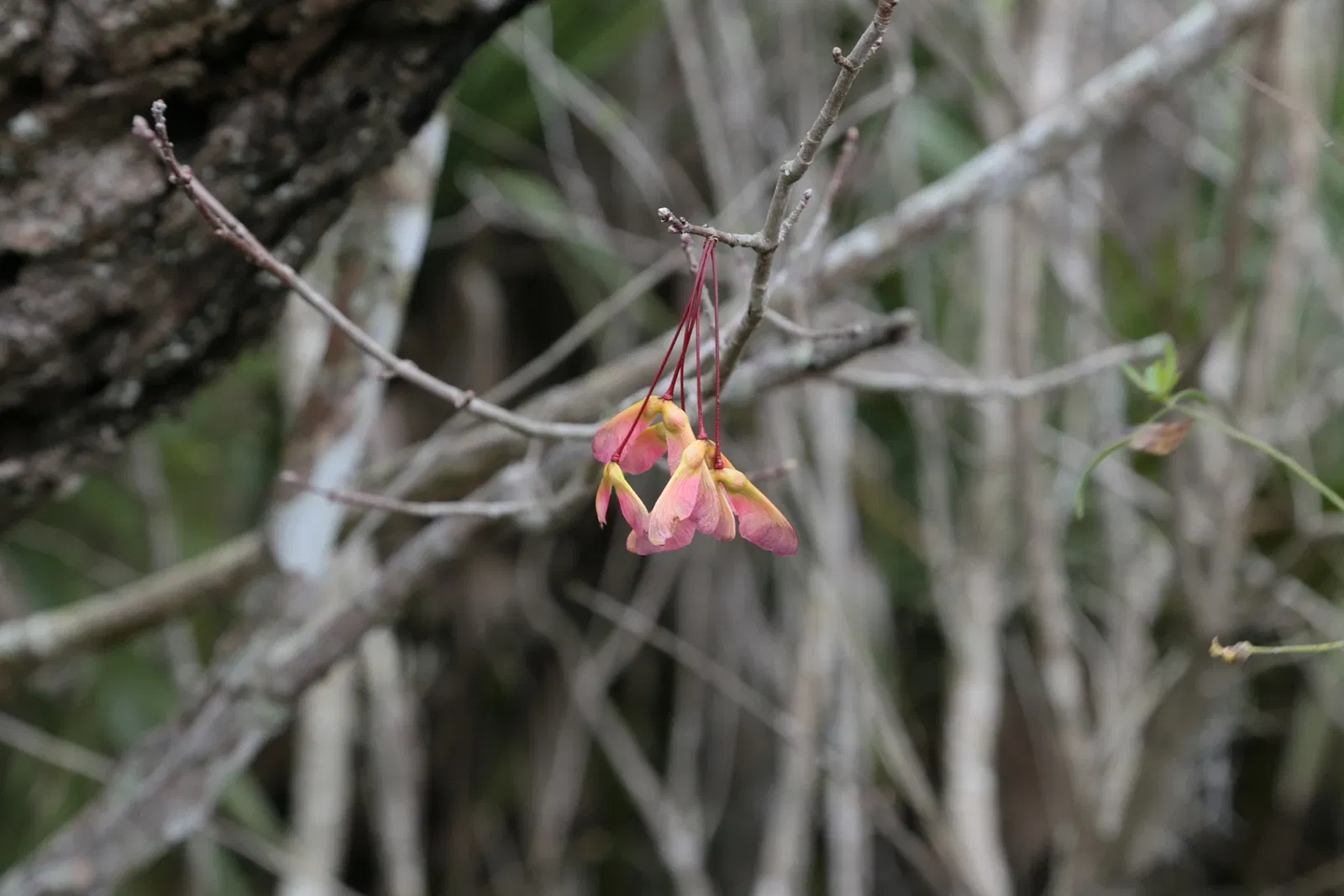 Jean Lafitte National Historical Park and Preserve