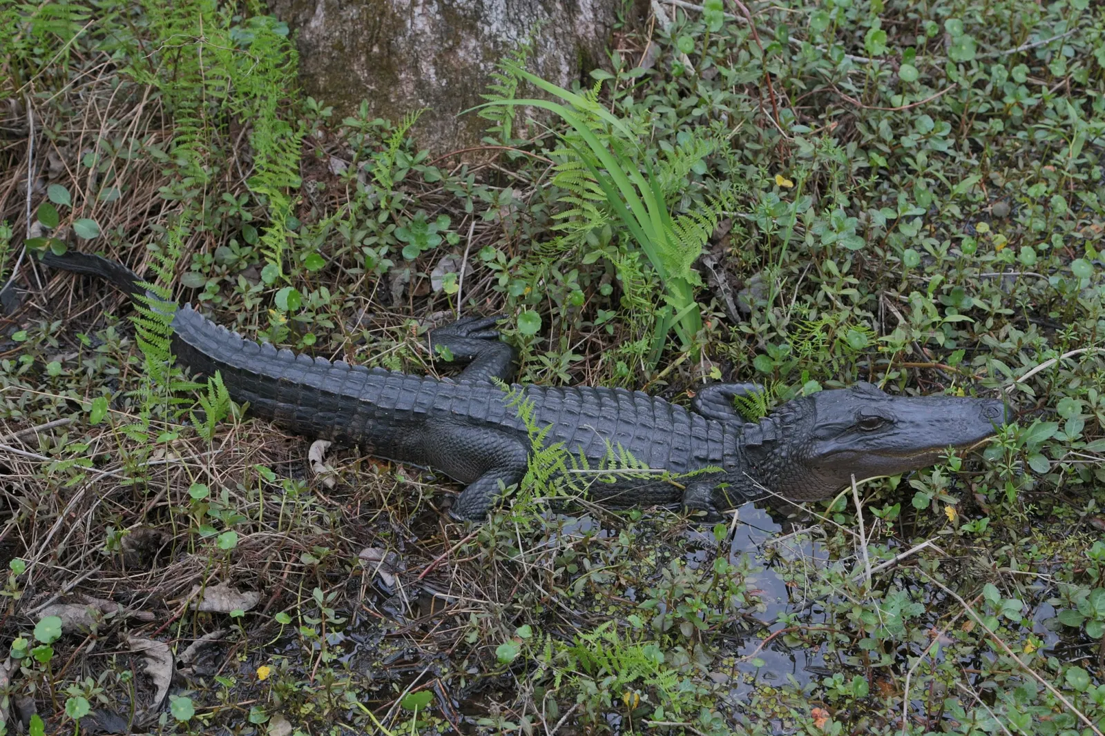 Jean Lafitte National Historical Park and Preserve