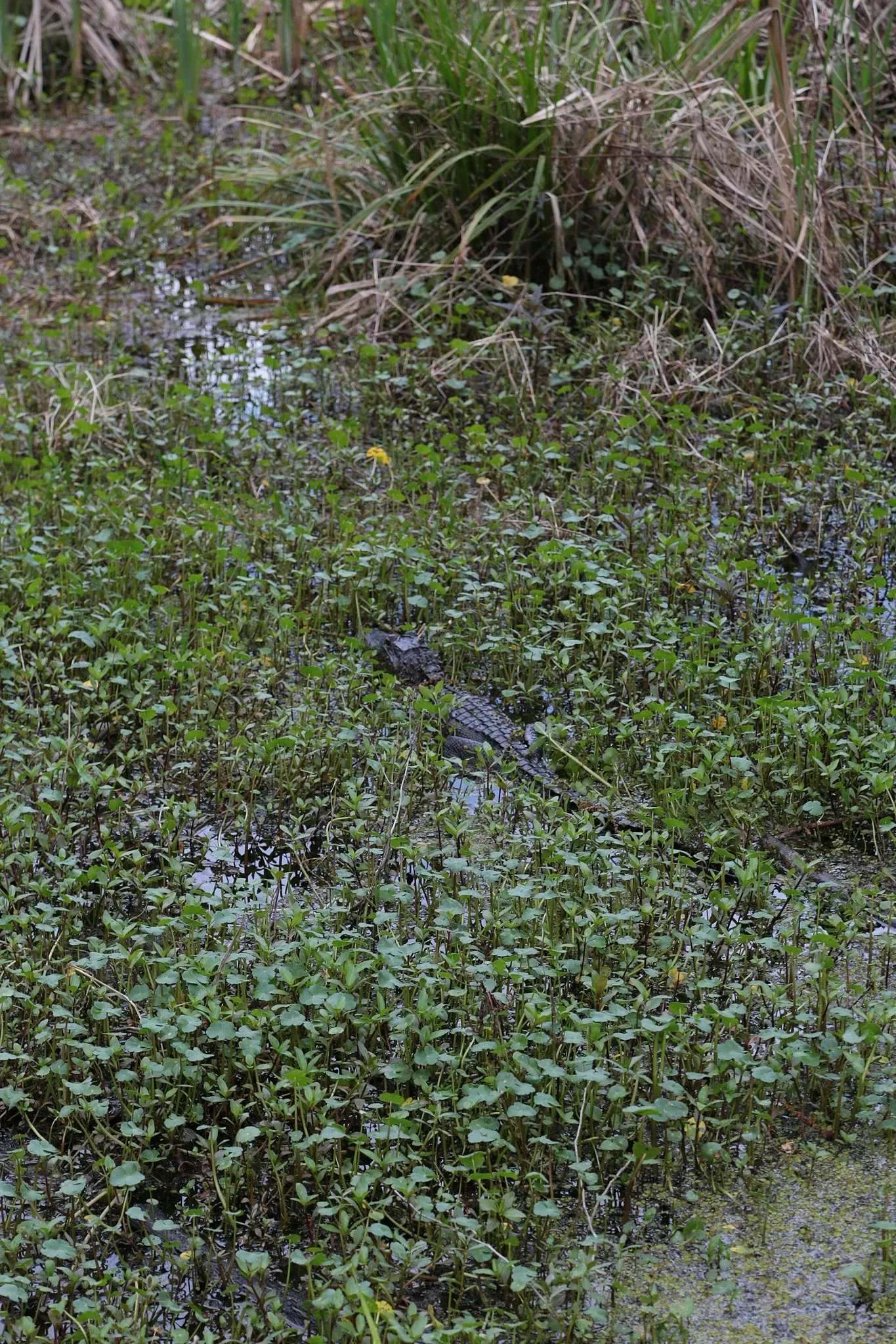 Parc historique national et réserve Jean Lafitte