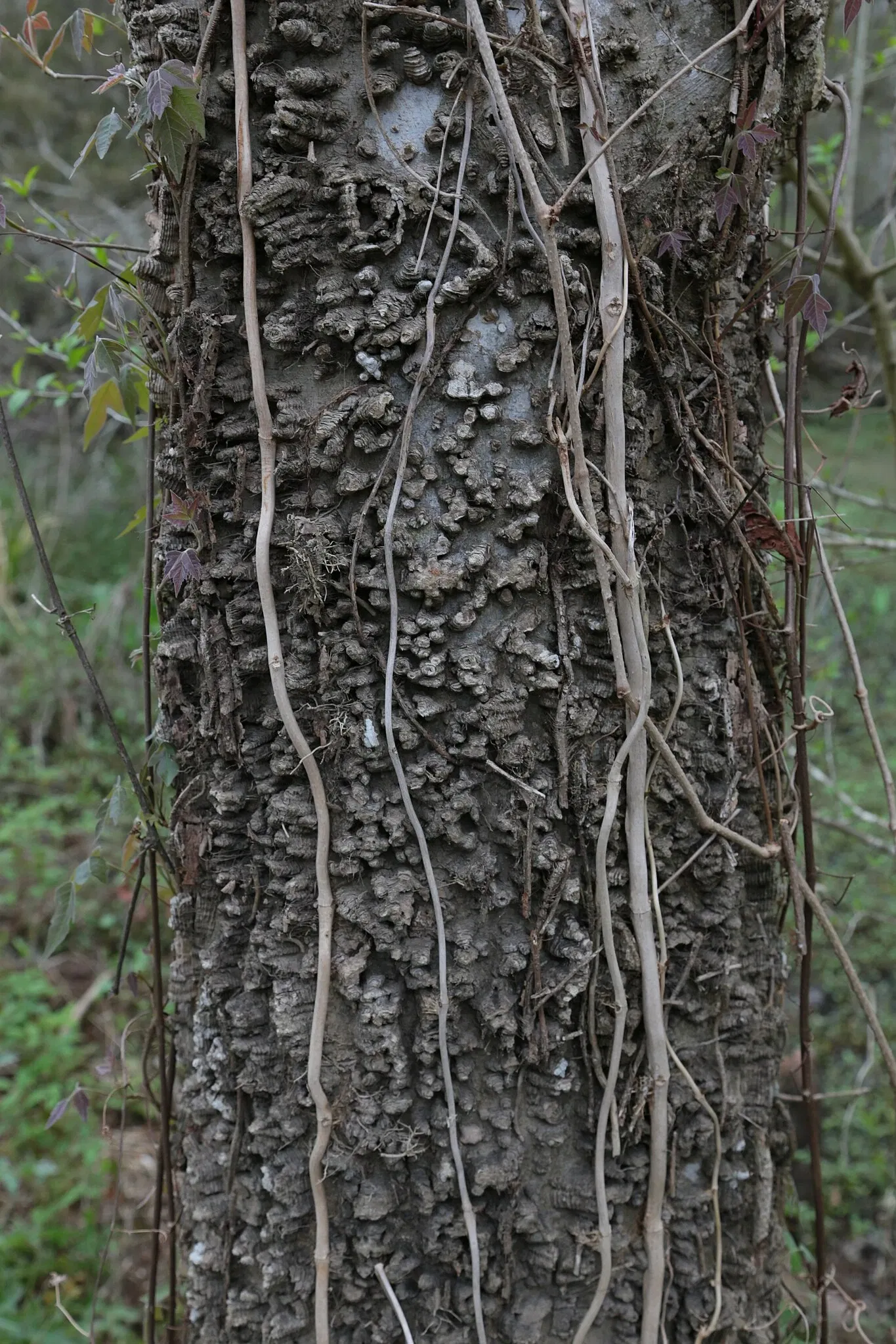 Jean Lafitte National Historical Park and Preserve