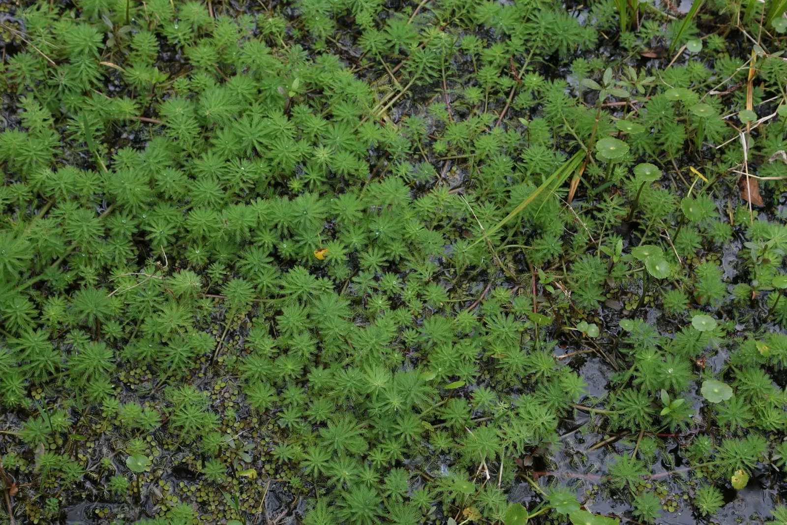Parc historique national et réserve Jean Lafitte