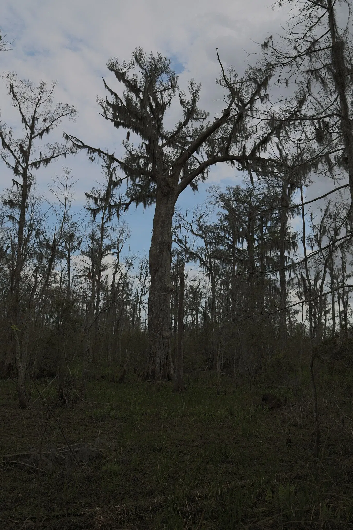 Jean Lafitte National Historical Park and Preserve