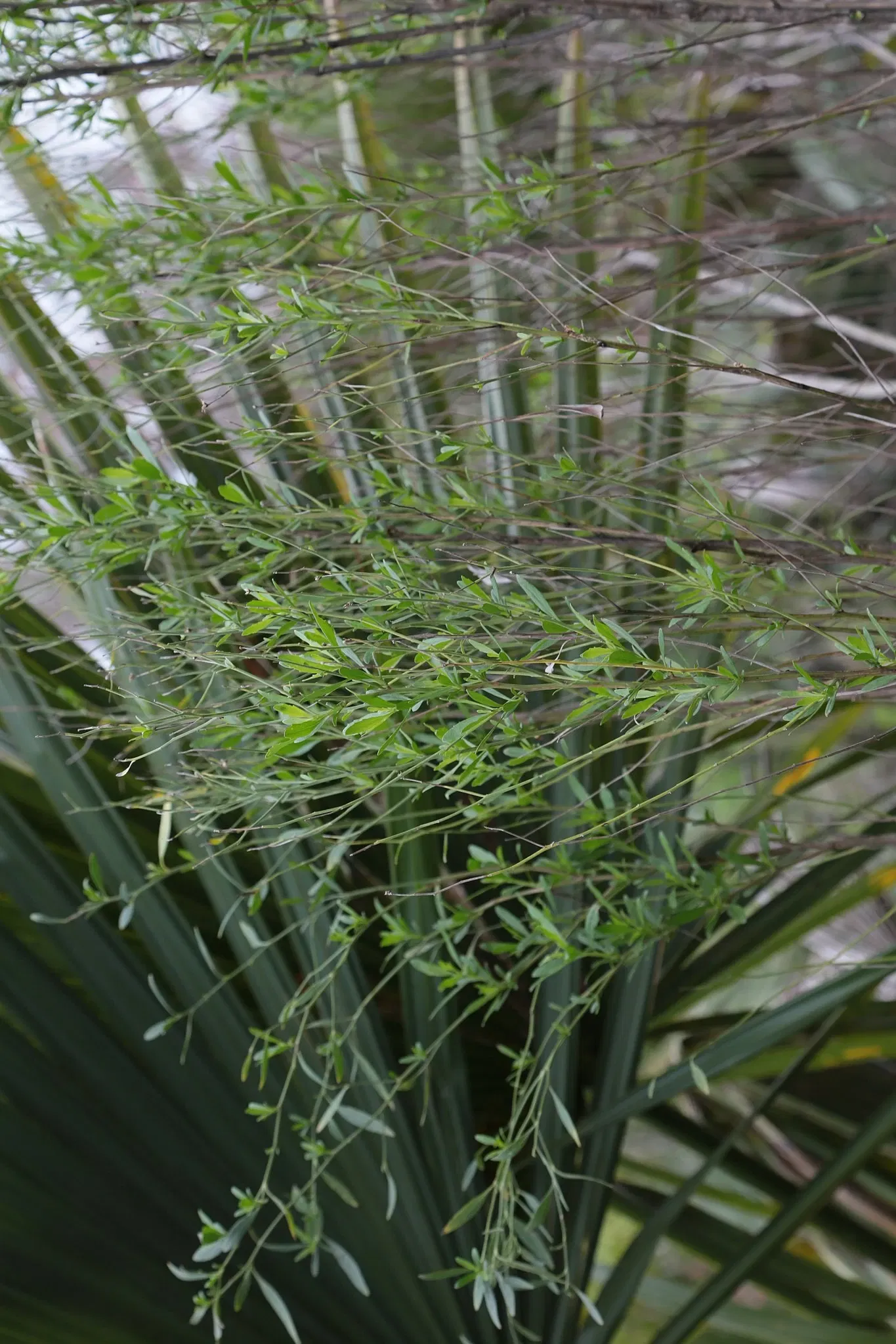 Jean Lafitte National Historical Park and Preserve