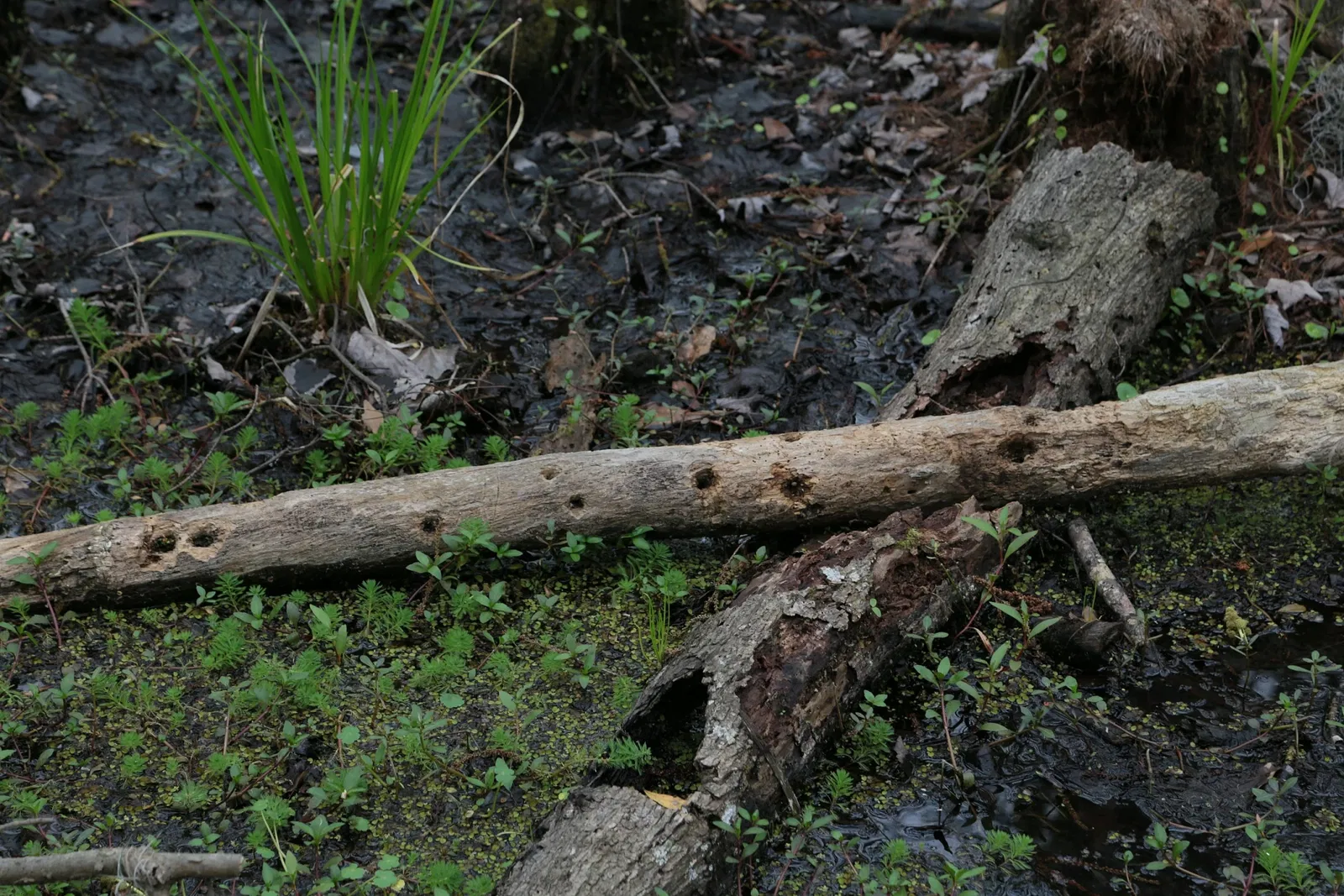 Jean Lafitte National Historical Park and Preserve