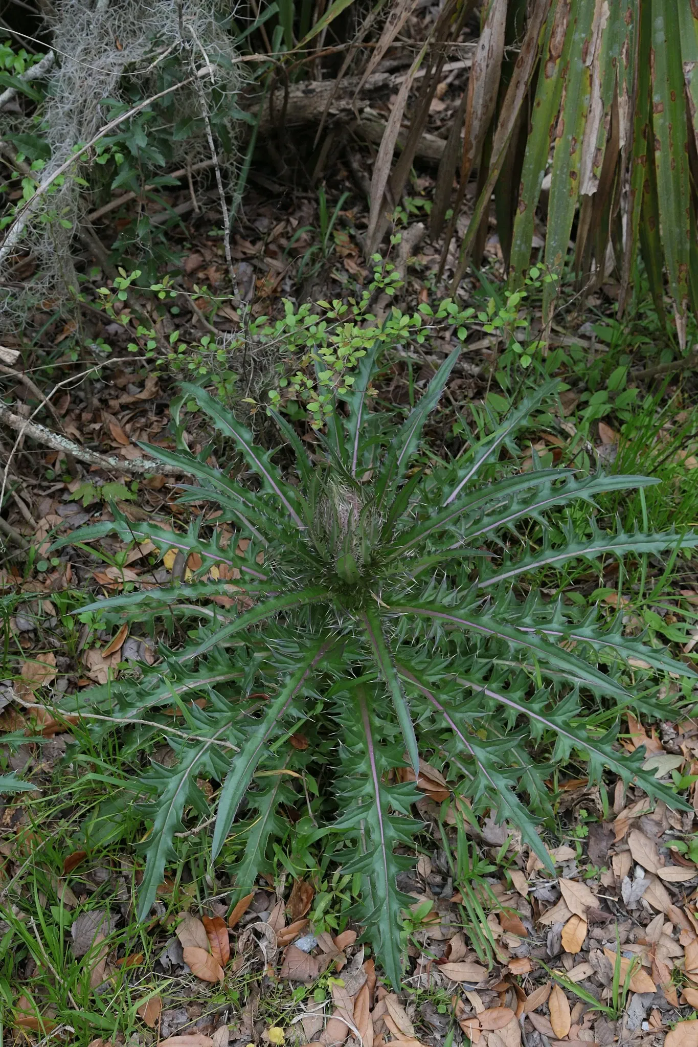 Parc historique national et réserve Jean Lafitte