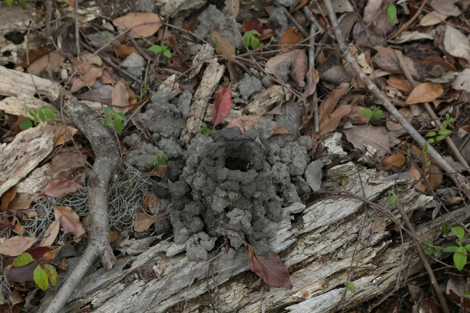 Parc historique national et réserve Jean Lafitte