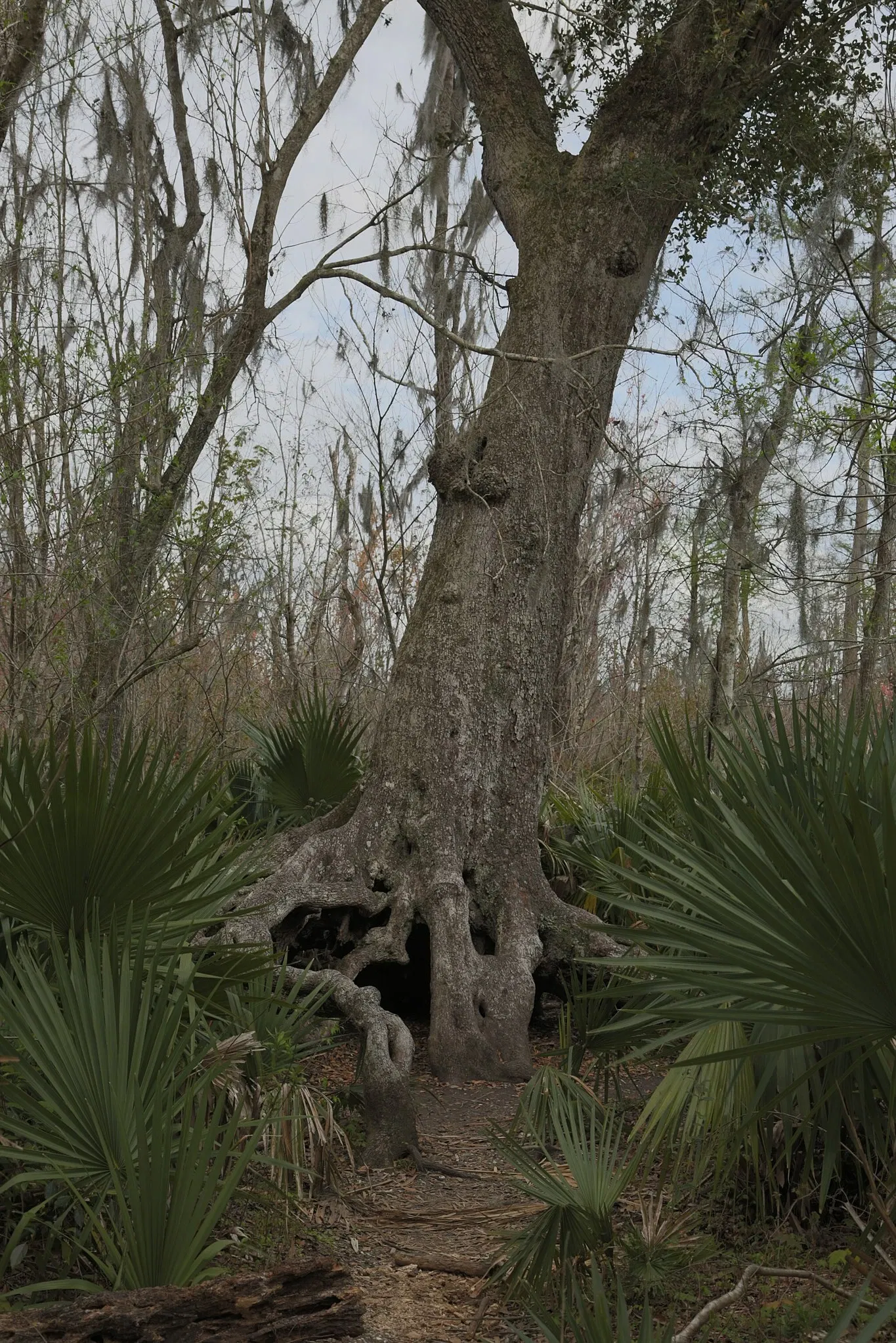 Jean Lafitte National Historical Park and Preserve