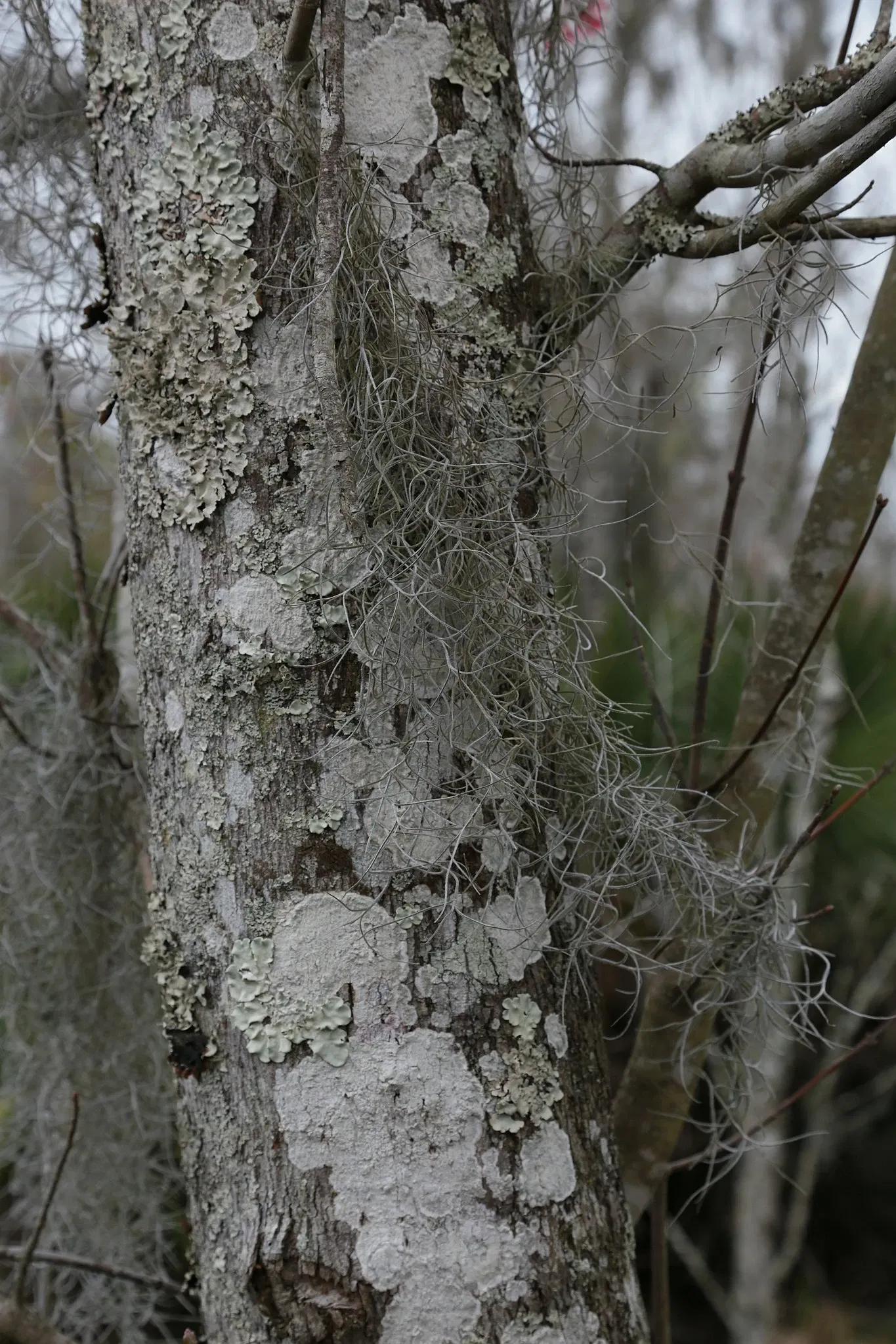 Jean Lafitte National Historical Park and Preserve