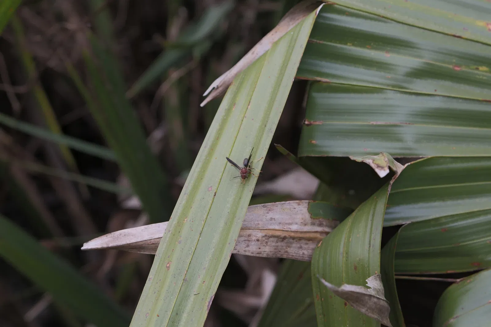 Jean Lafitte National Historical Park and Preserve
