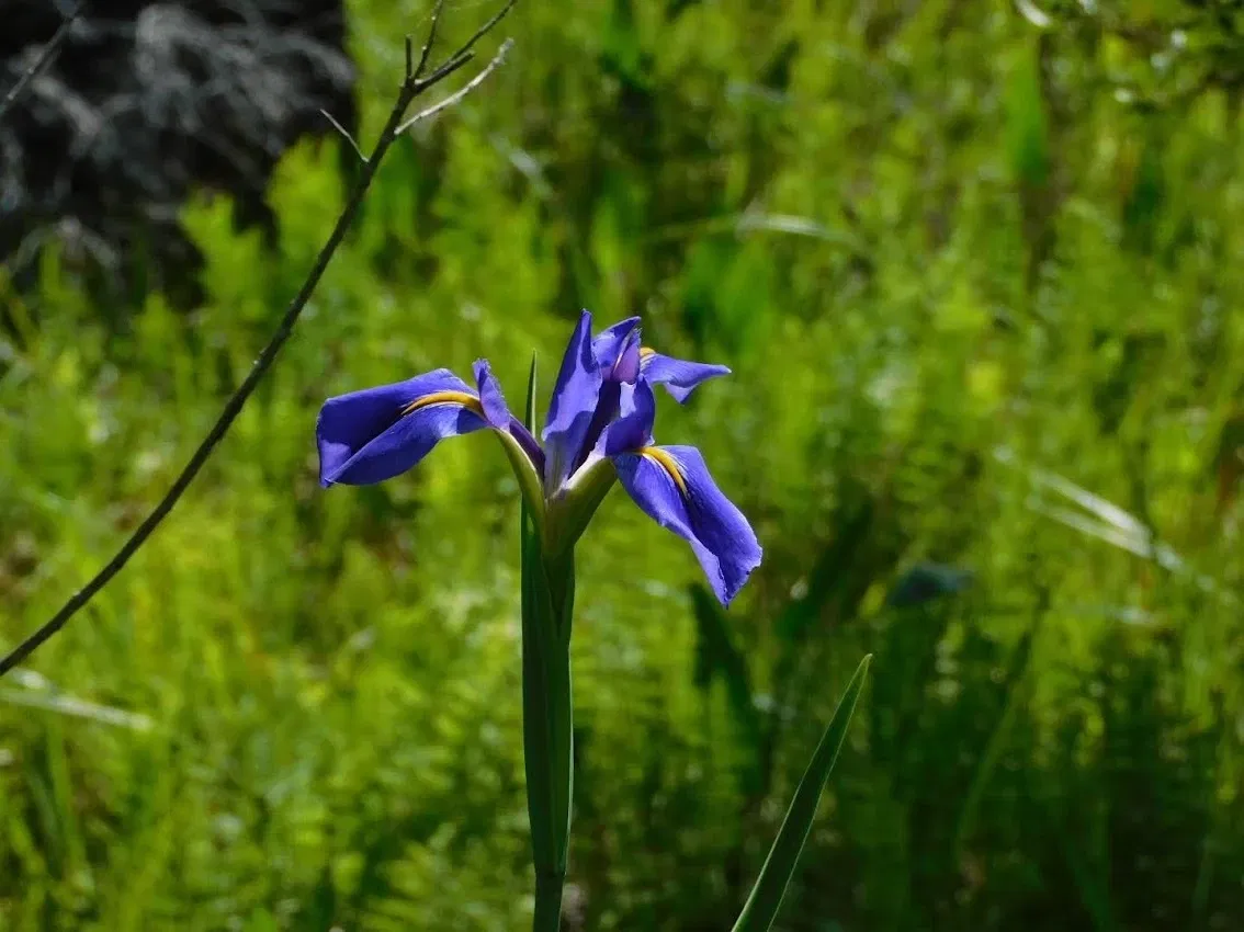 Parc historique national et réserve Jean Lafitte