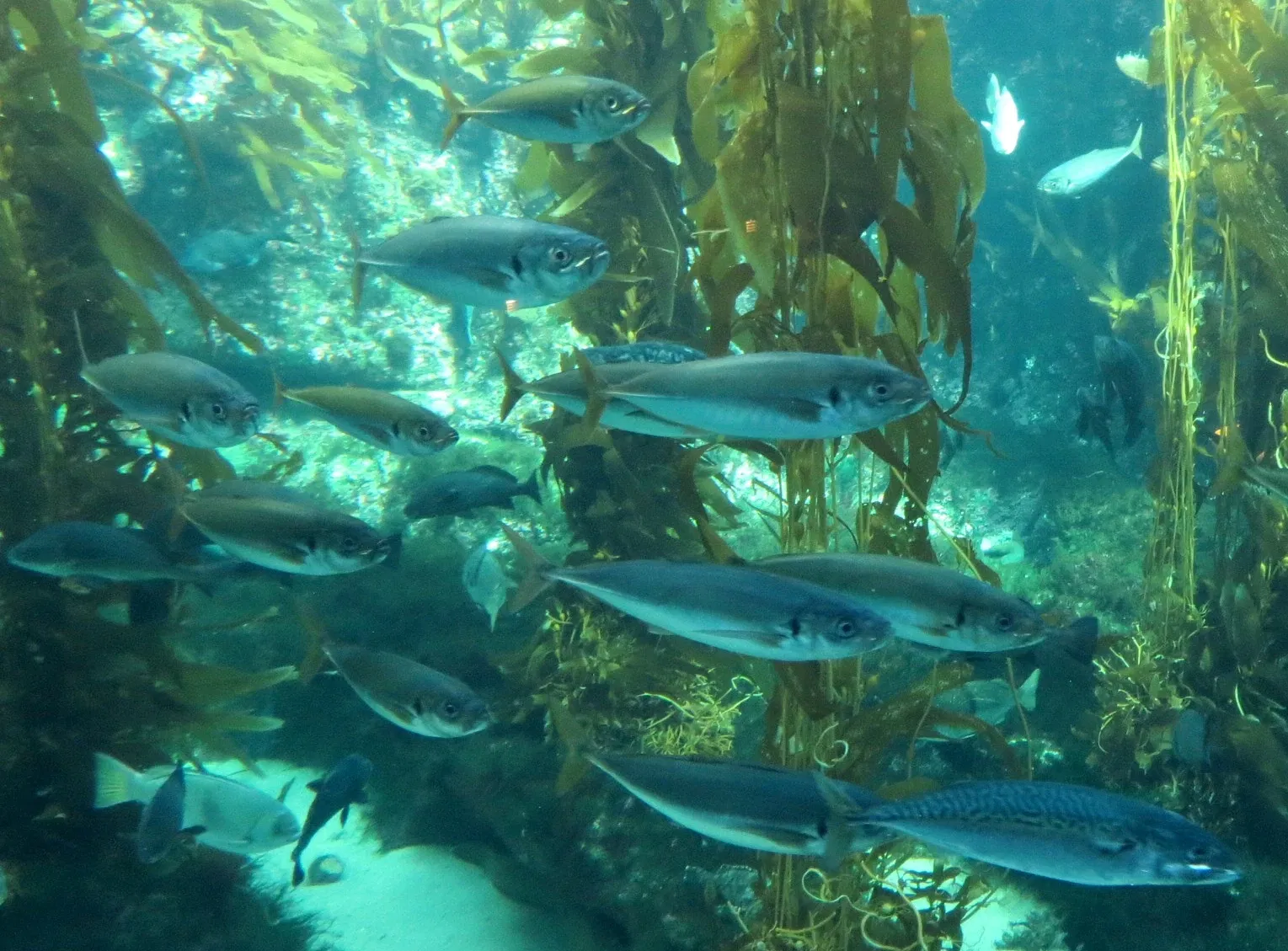 Birch Aquarium