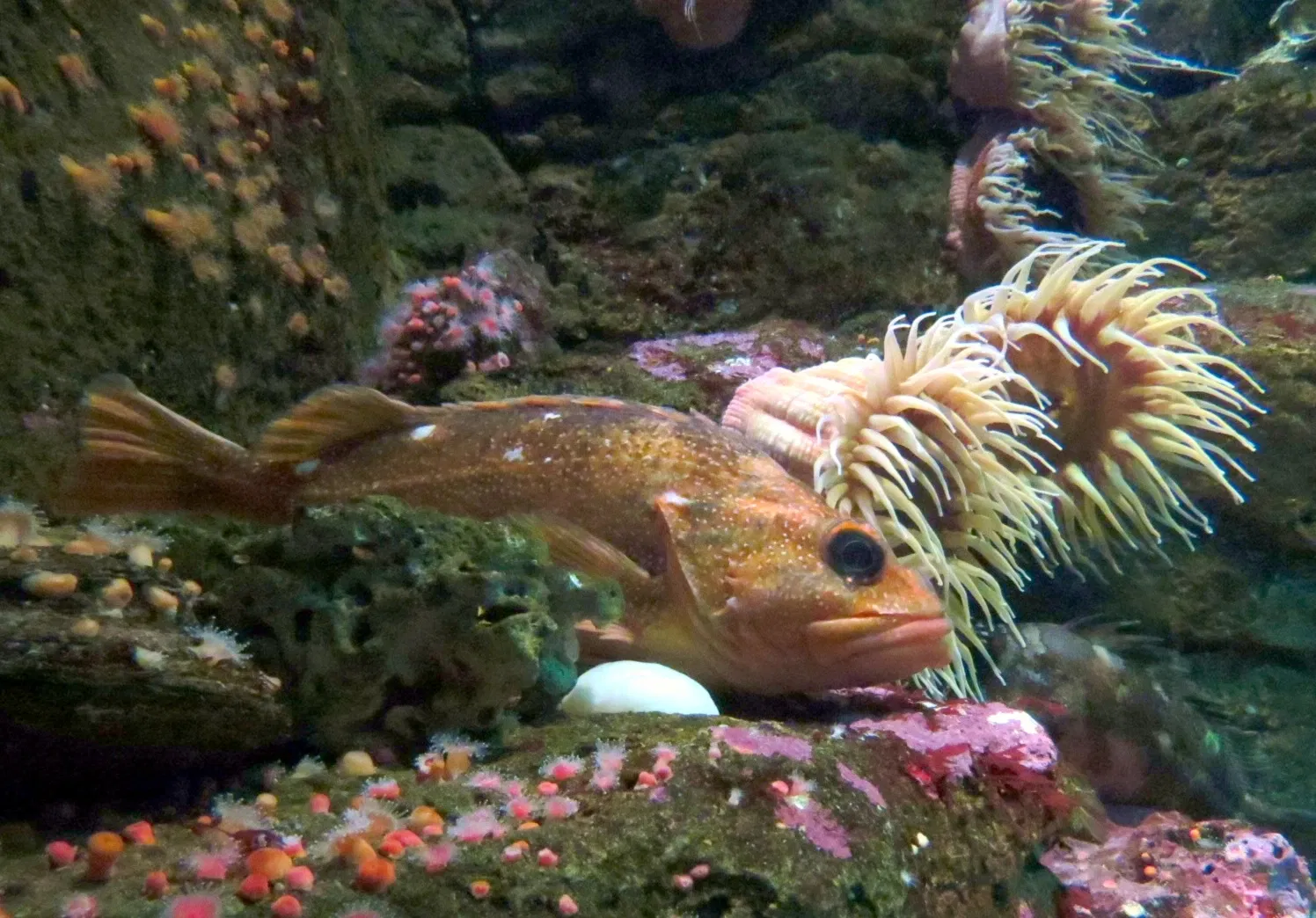 Birch Aquarium
