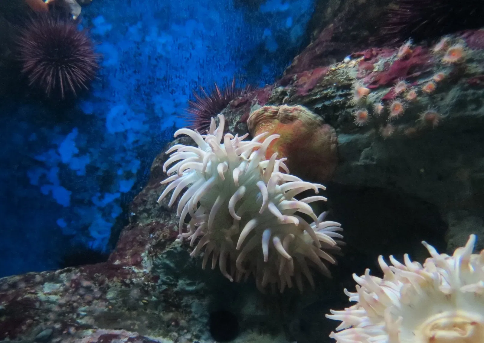Birch Aquarium