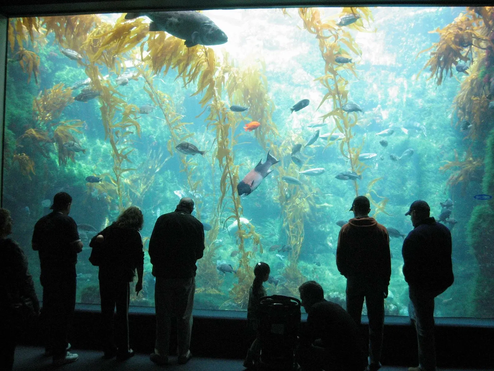 Birch Aquarium