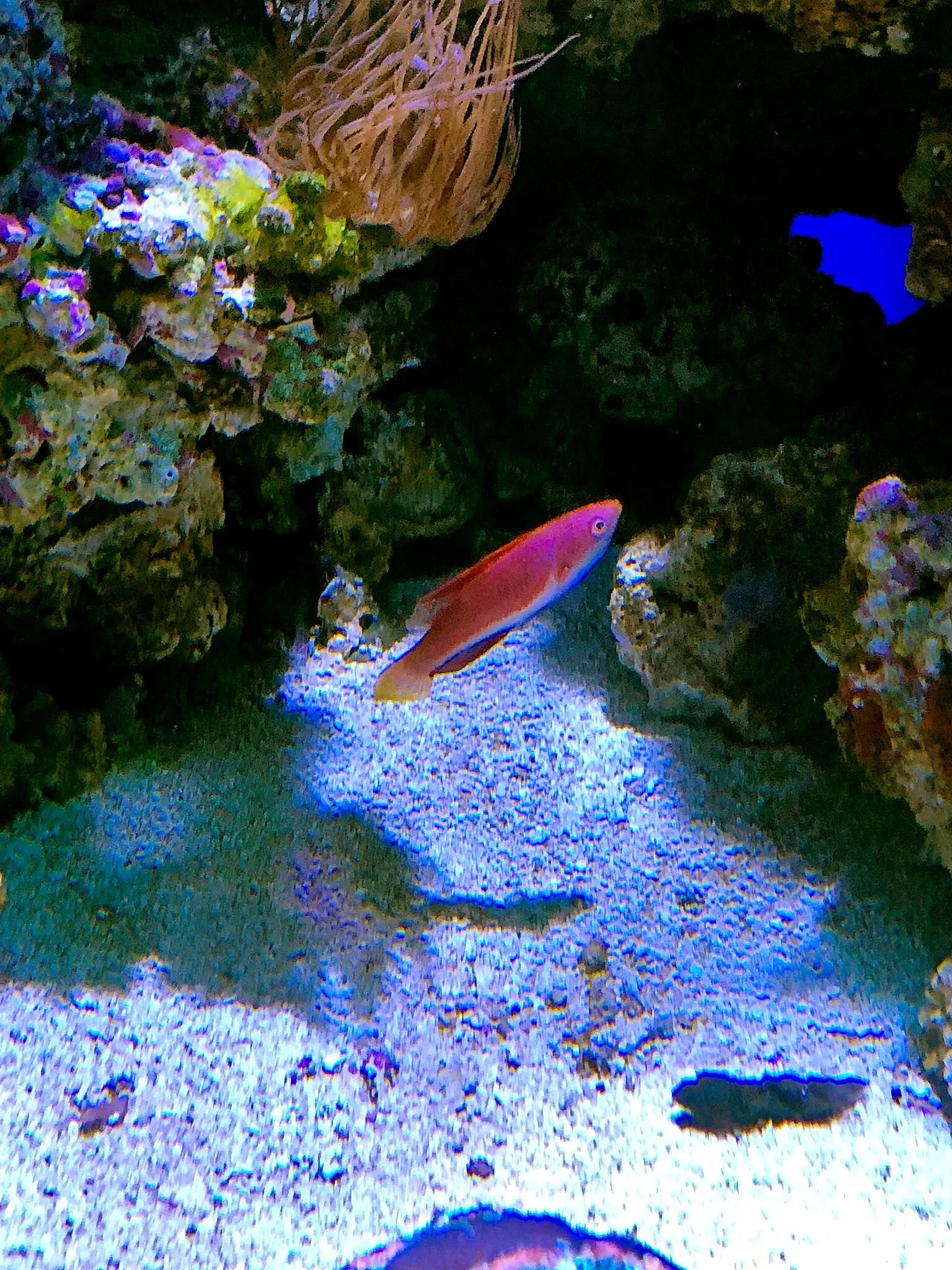 Birch Aquarium