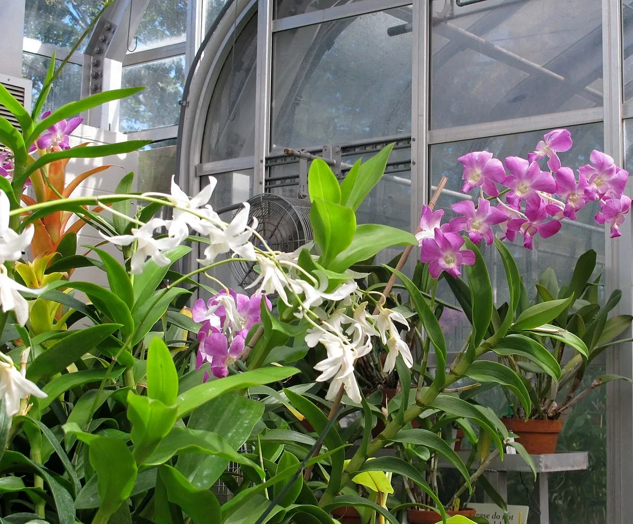 Hillwood Estate, Museum & Gardens