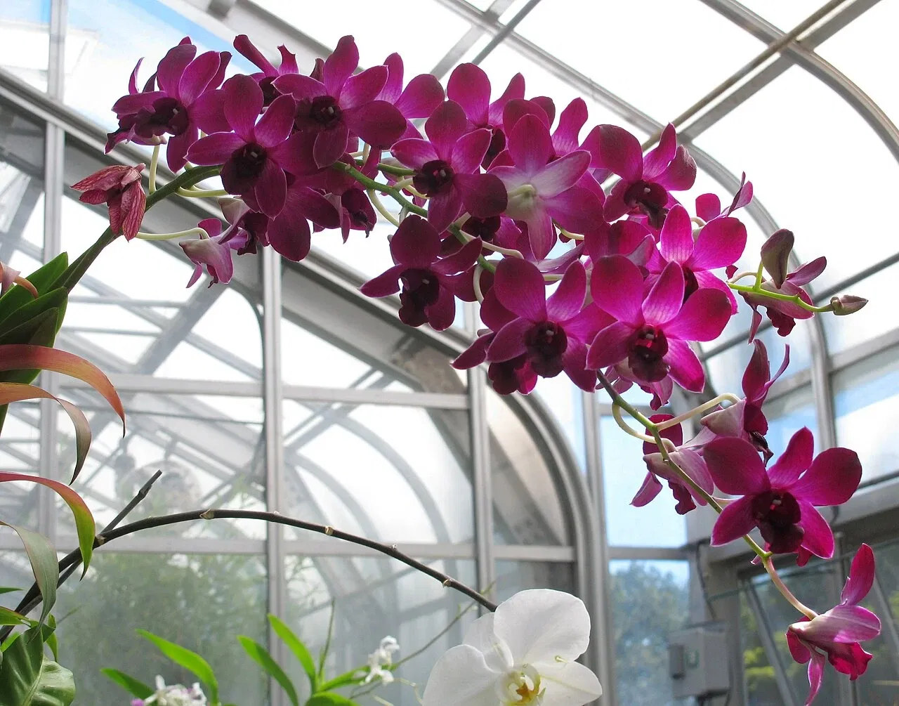 Hillwood Estate, Museum & Gardens