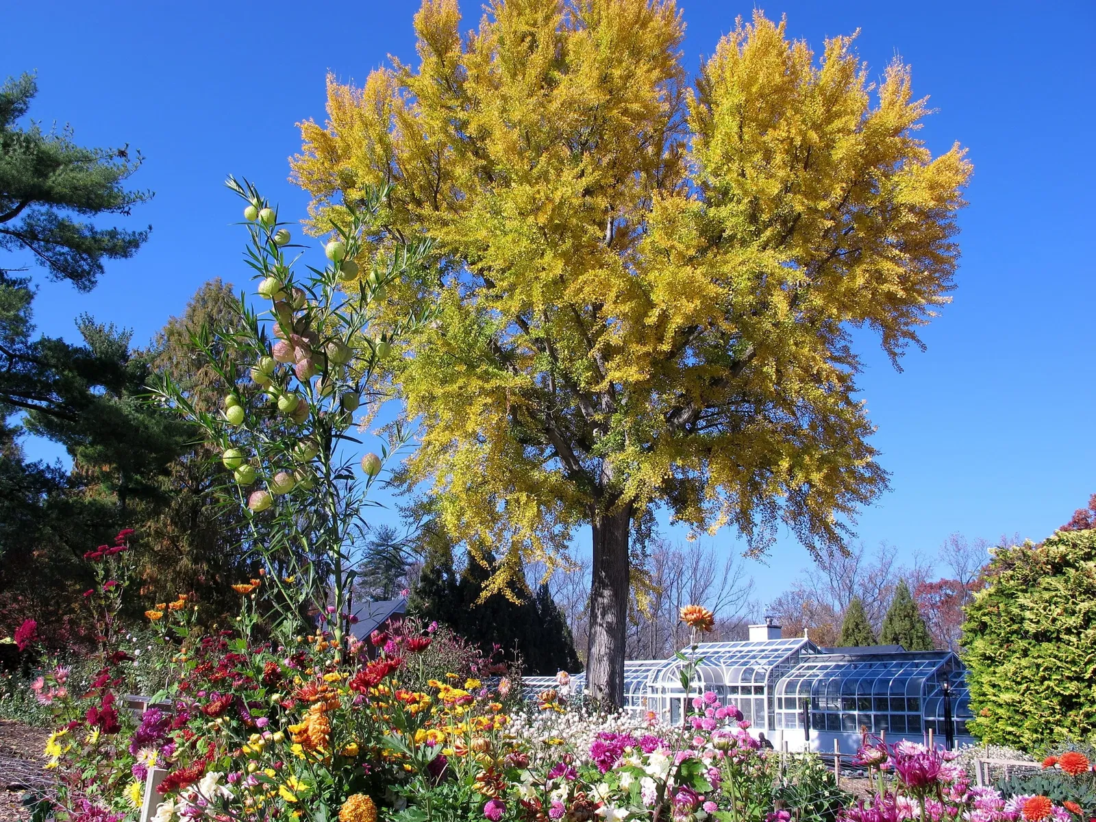 Hillwood Estate, Museum & Gardens