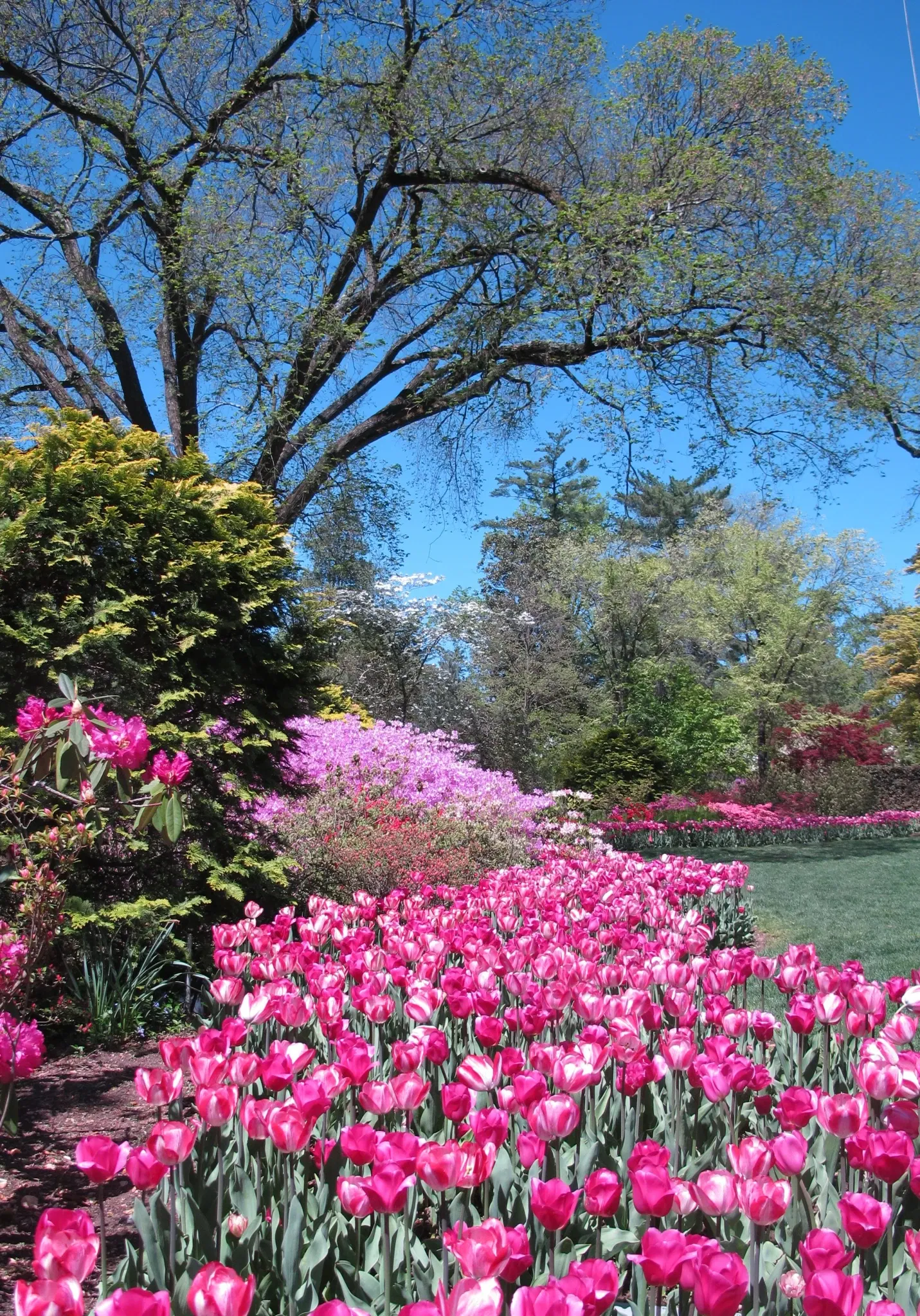 Hillwood Estate, Museum & Gardens