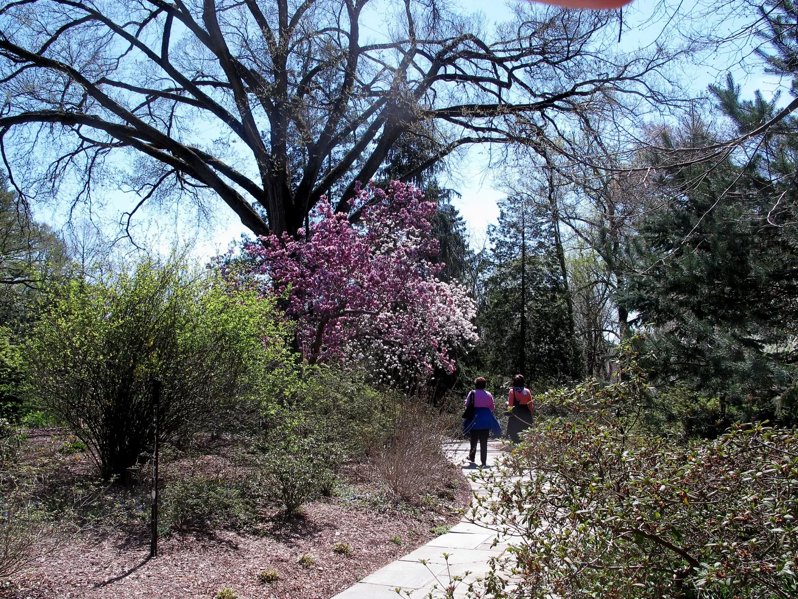 Hillwood Estate, Museum & Gardens