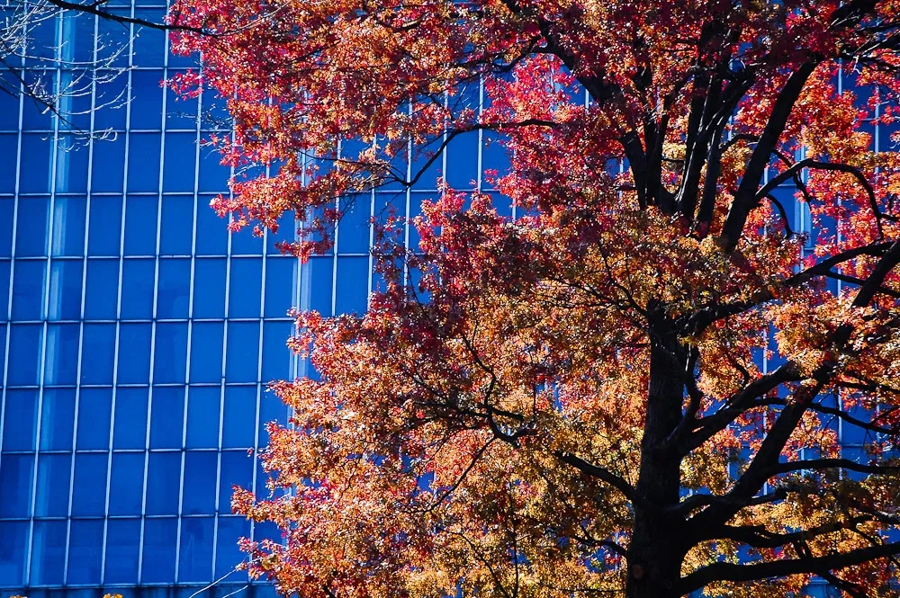 Metropolitan Museum of Art