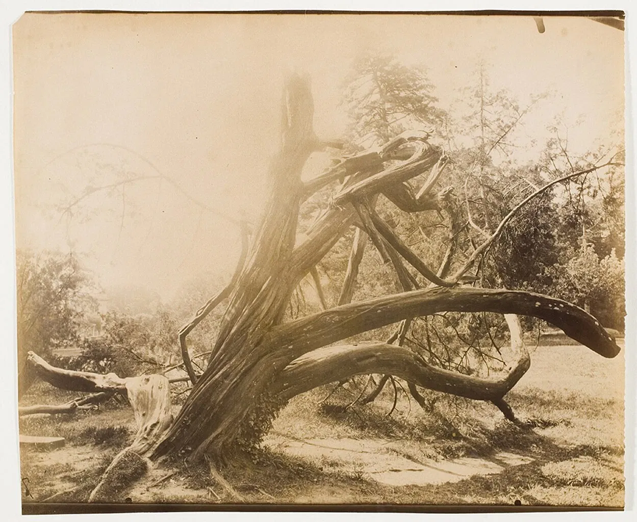 International Center of Photography