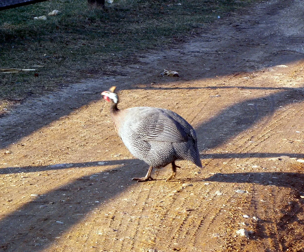 Queens County Farm Museum