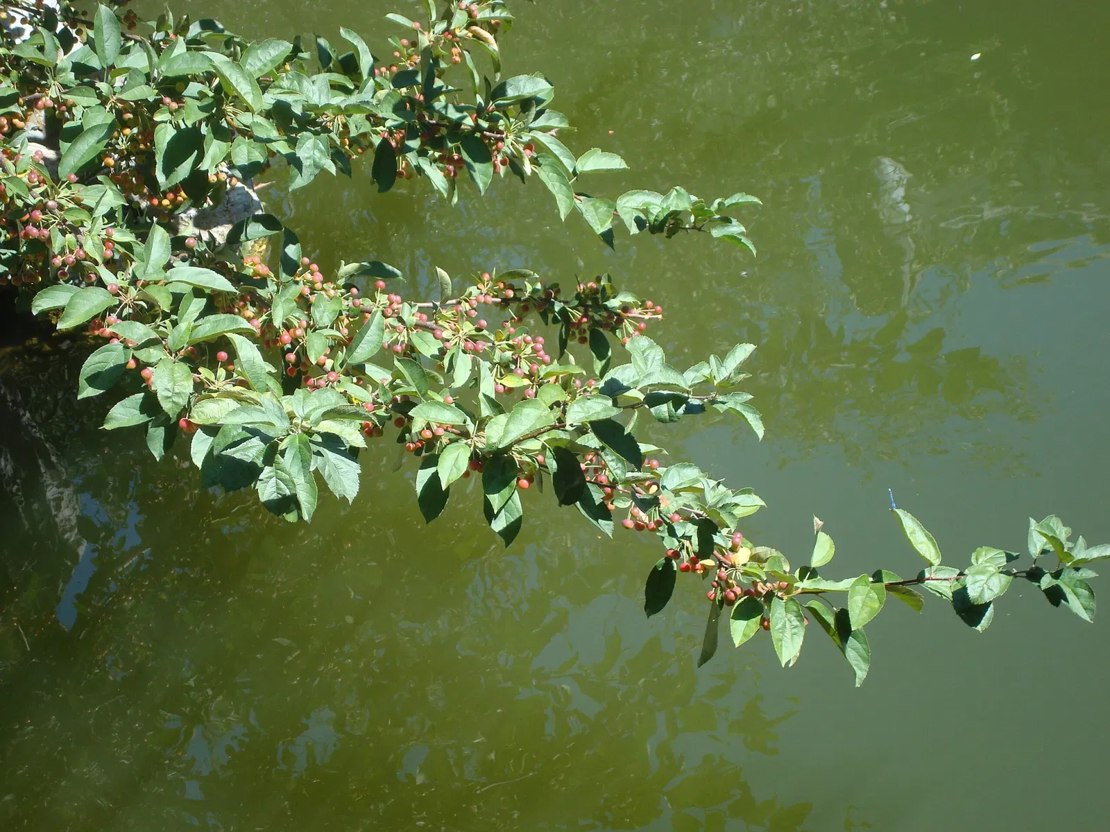 New York Chinese Scholar's Garden