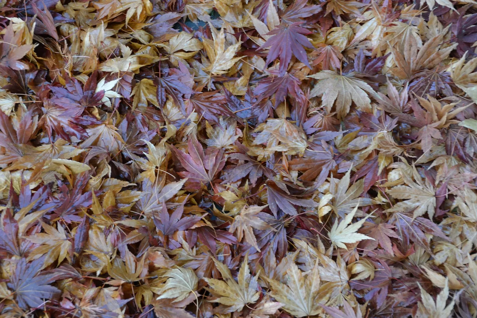 New York Chinese Scholar's Garden