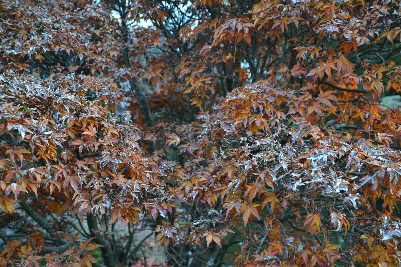New York Chinese Scholar's Garden