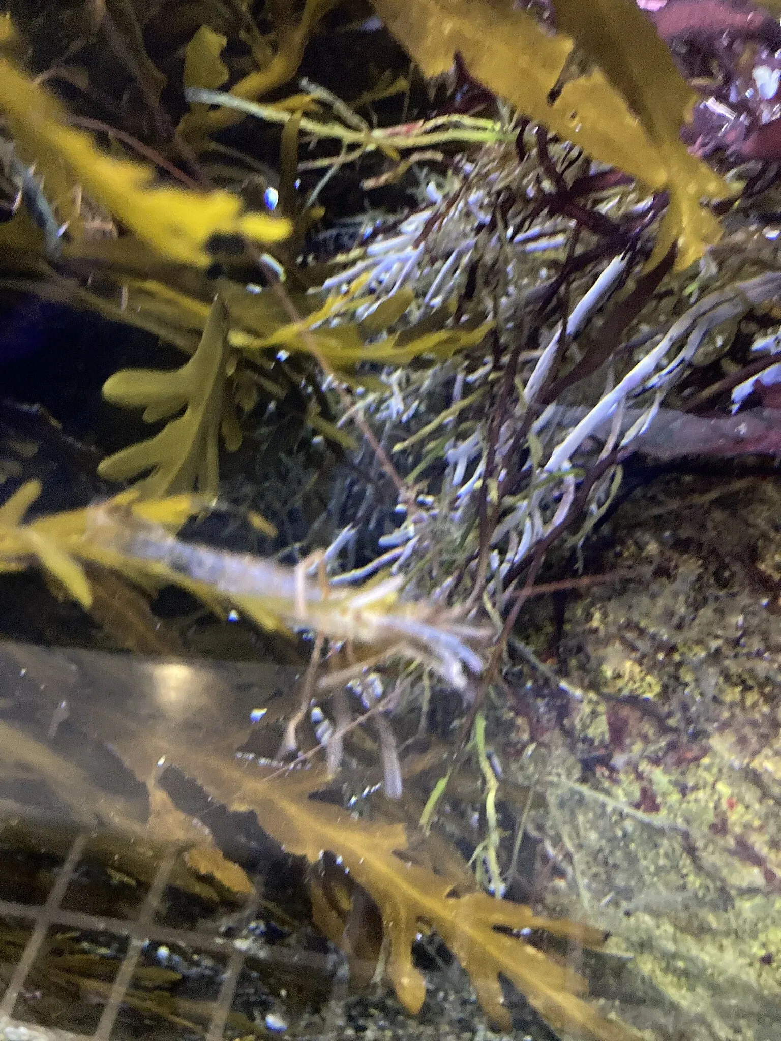 California Science Center