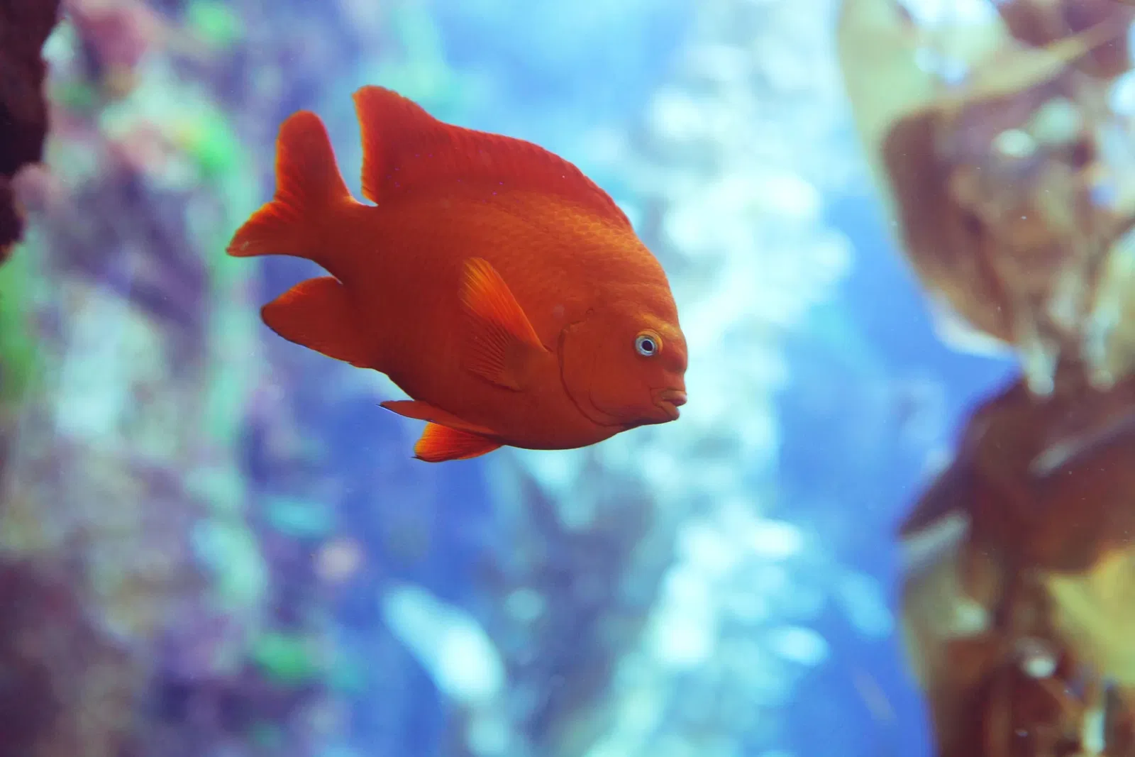 California Science Center