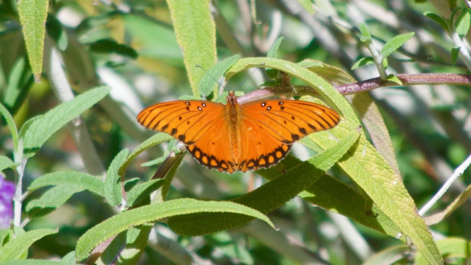 Zoológico de Los Ángeles