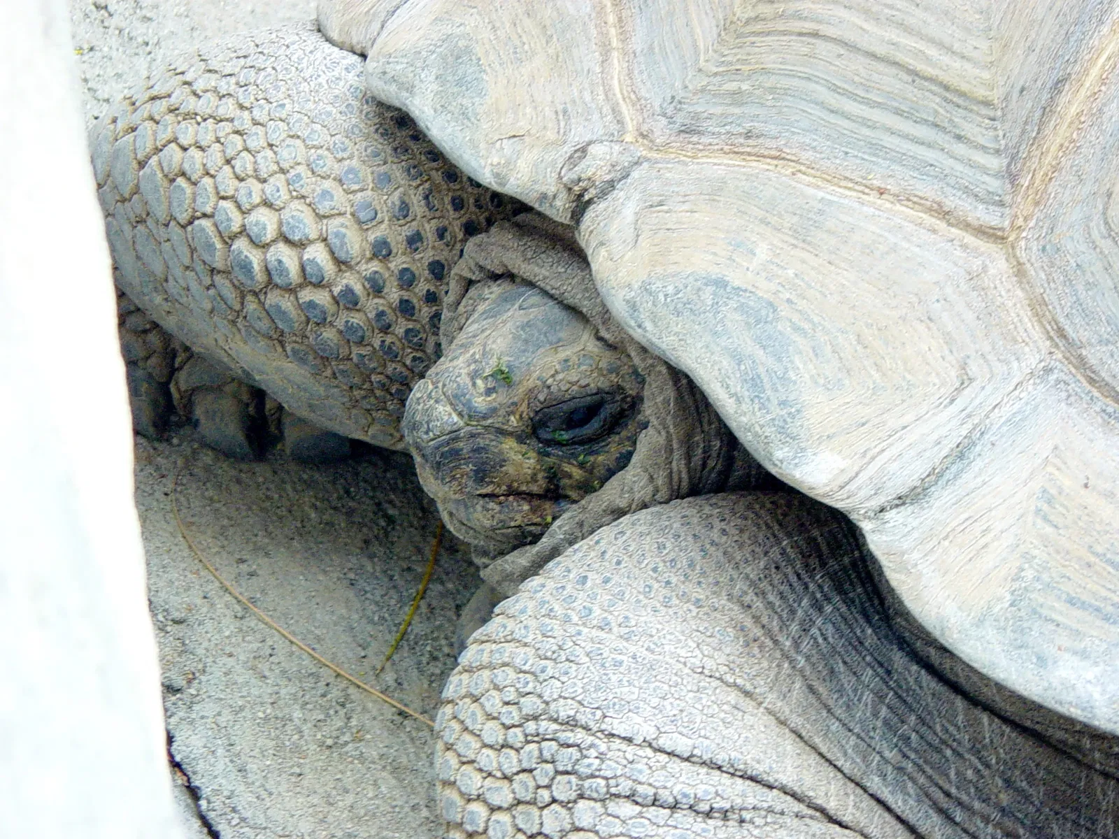 Dierentuin van Los Angeles