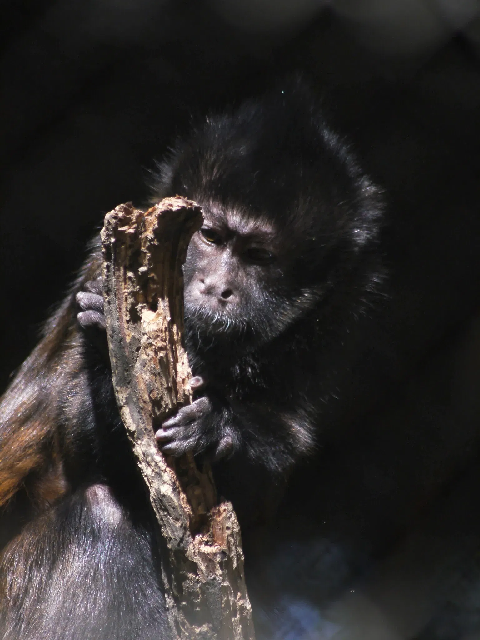 Zoológico de Los Ángeles