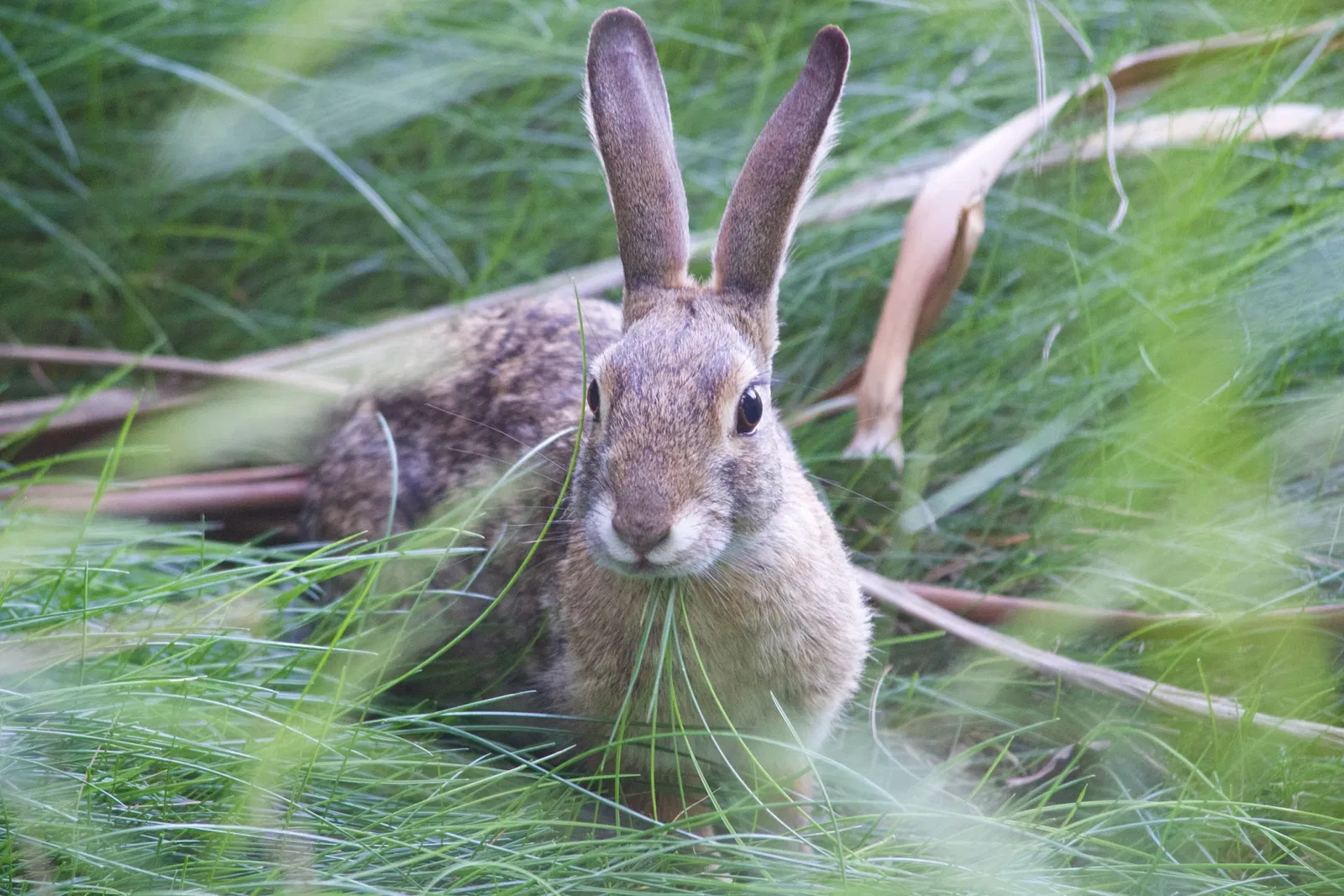 Zoológico de Los Ángeles