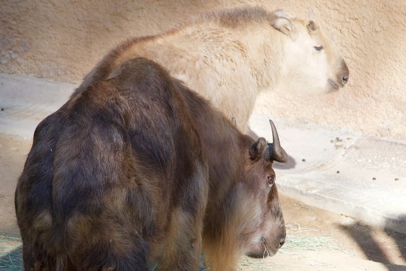 Zoológico de Los Ángeles
