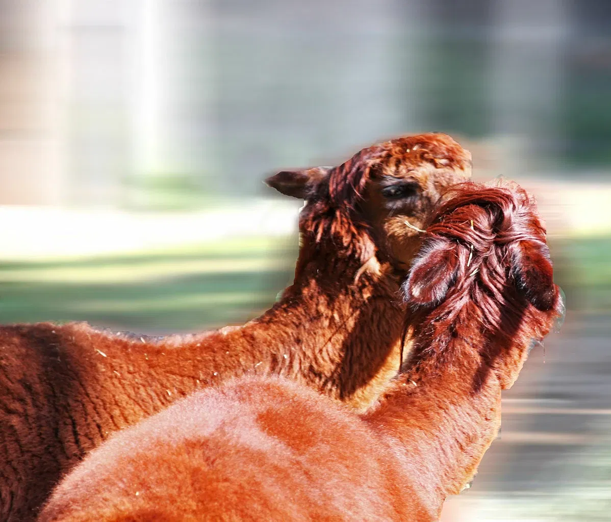 Zoológico de Los Ángeles