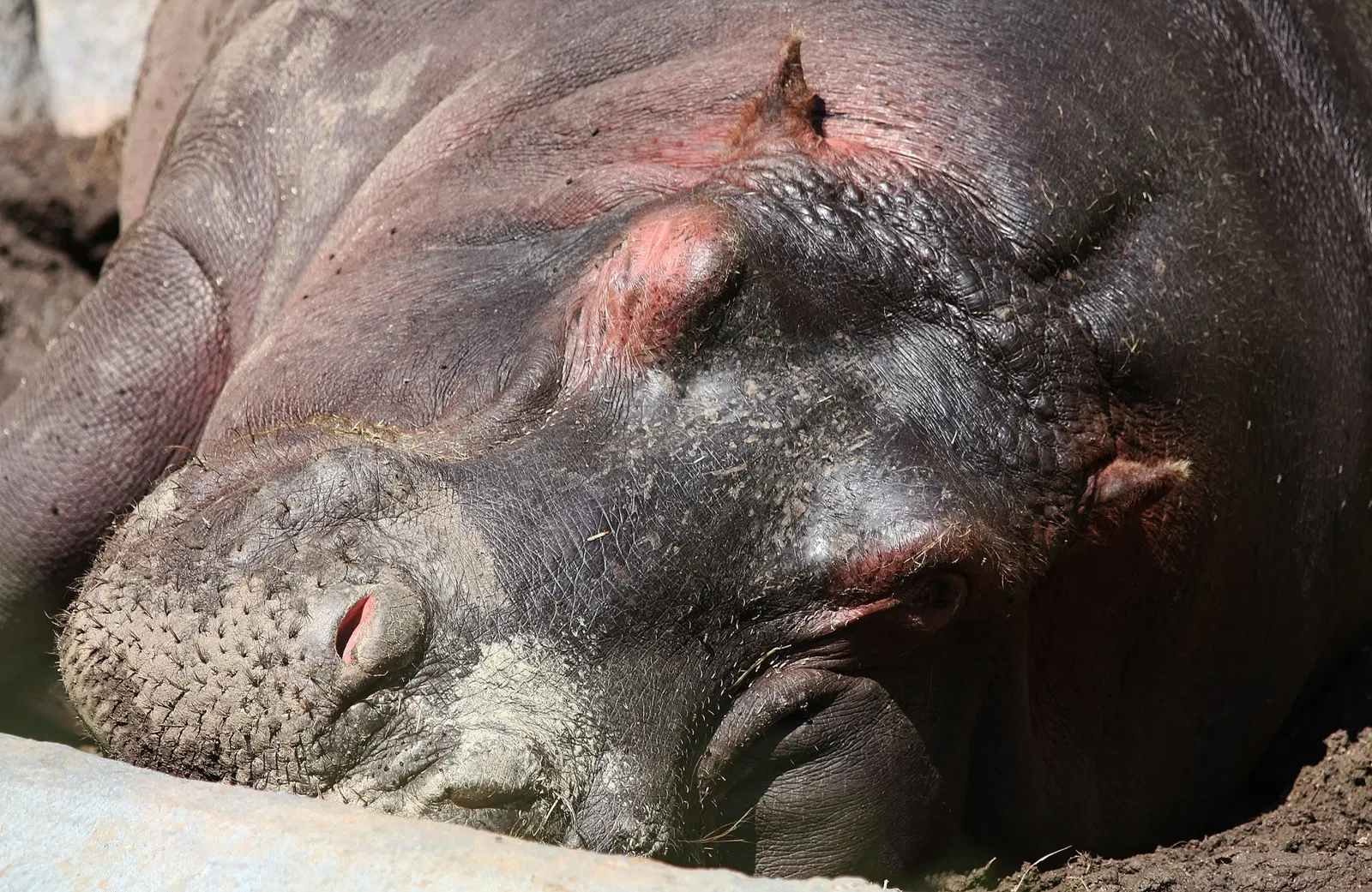 Zoológico de Los Ángeles