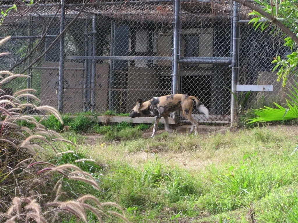 Zoológico de Los Ángeles
