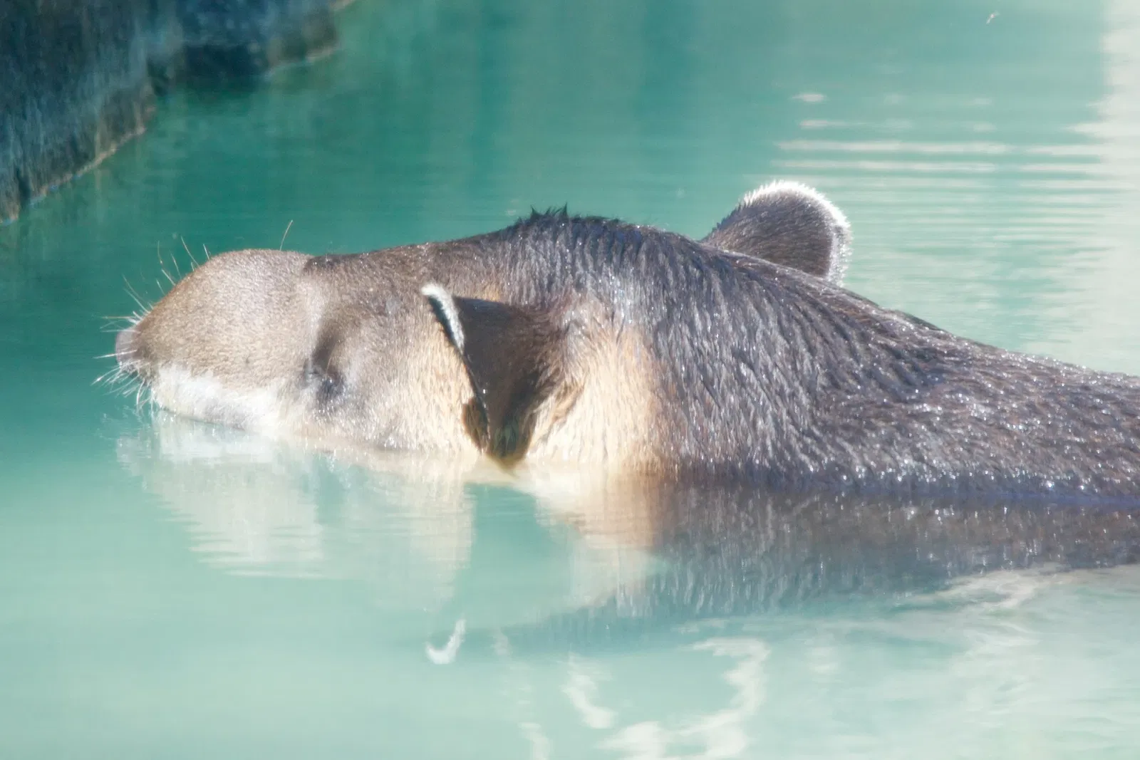 Dierentuin van Los Angeles