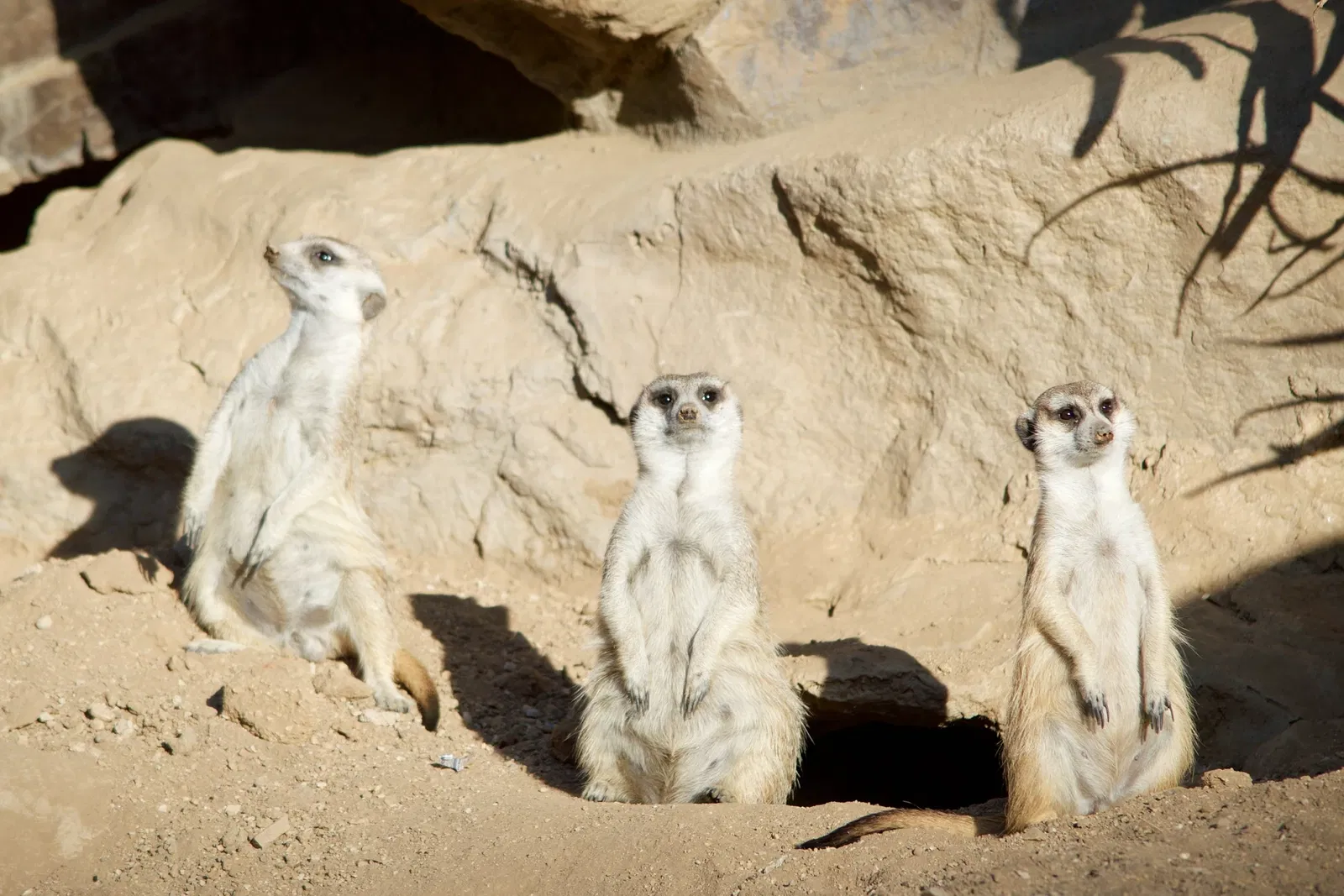 Zoológico de Los Ángeles