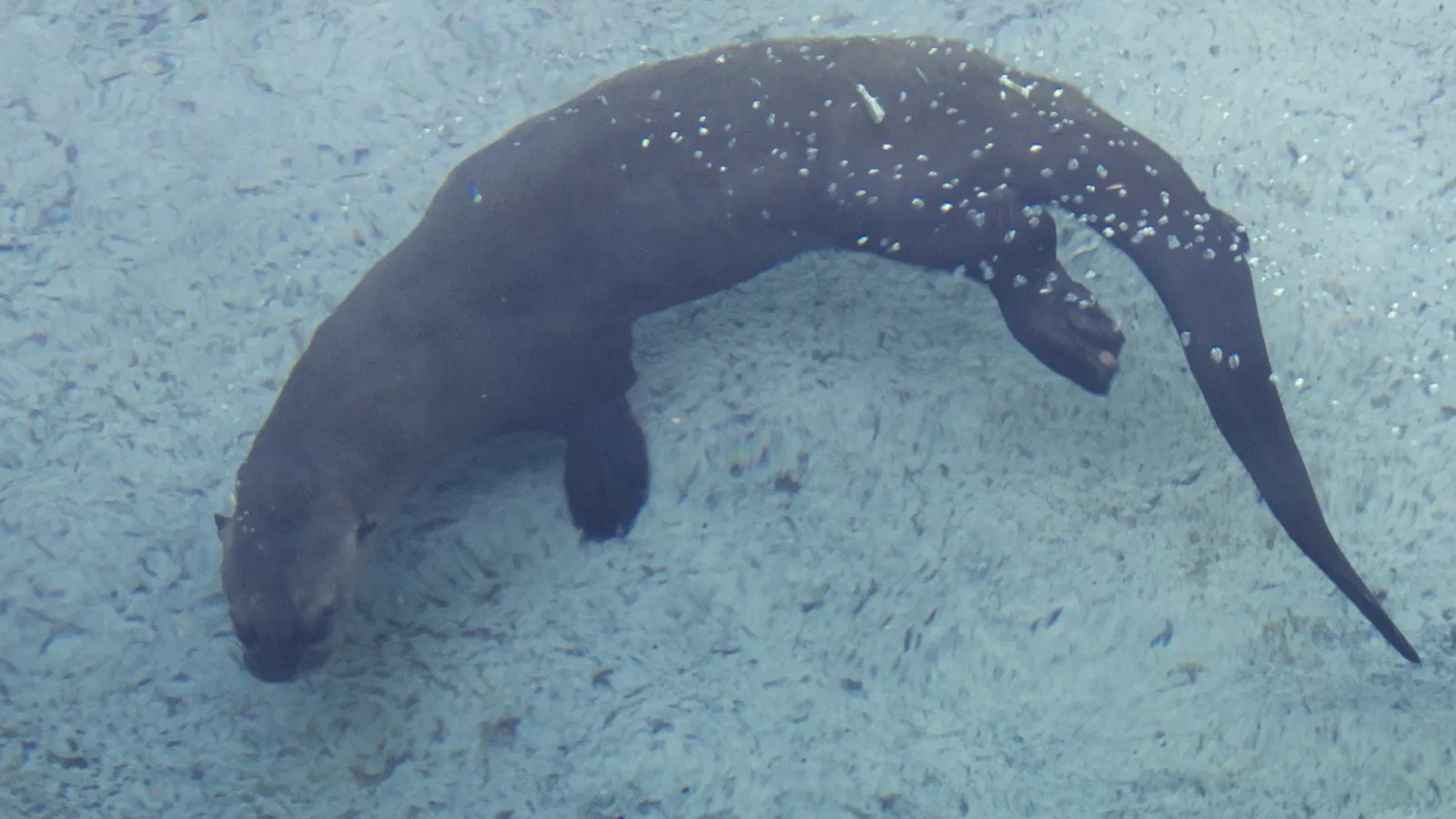 Zoológico de Los Ángeles