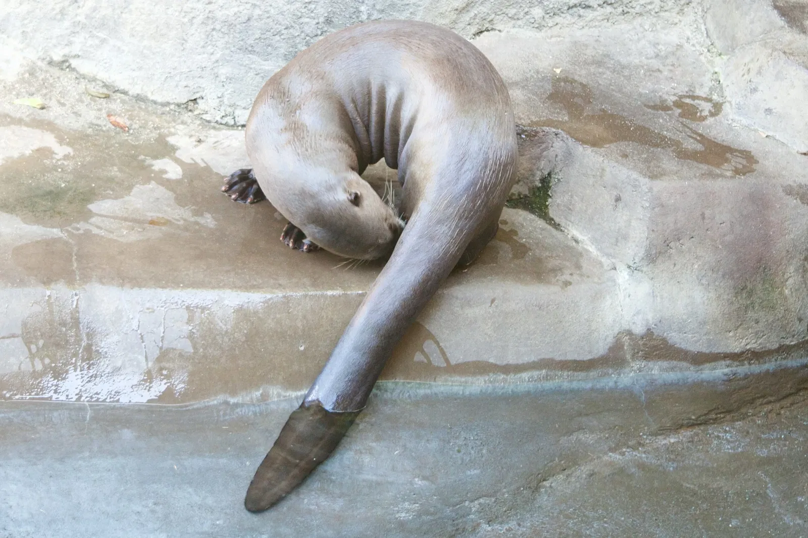 Dierentuin van Los Angeles