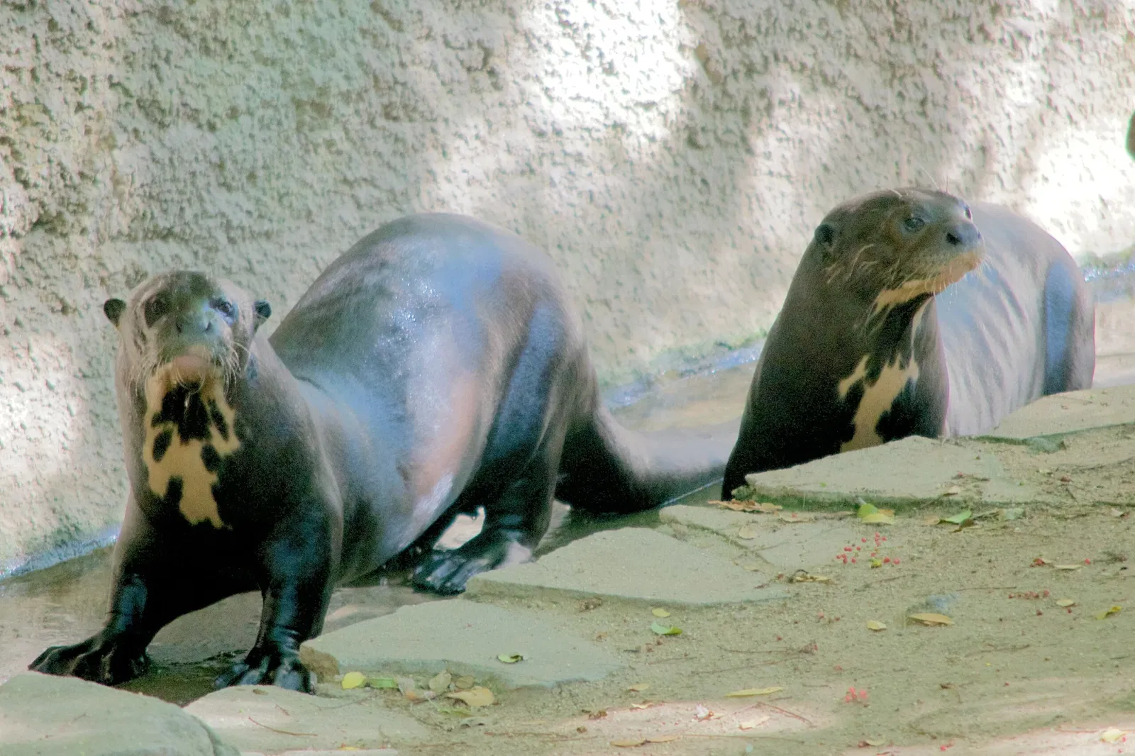 Zoológico de Los Ángeles